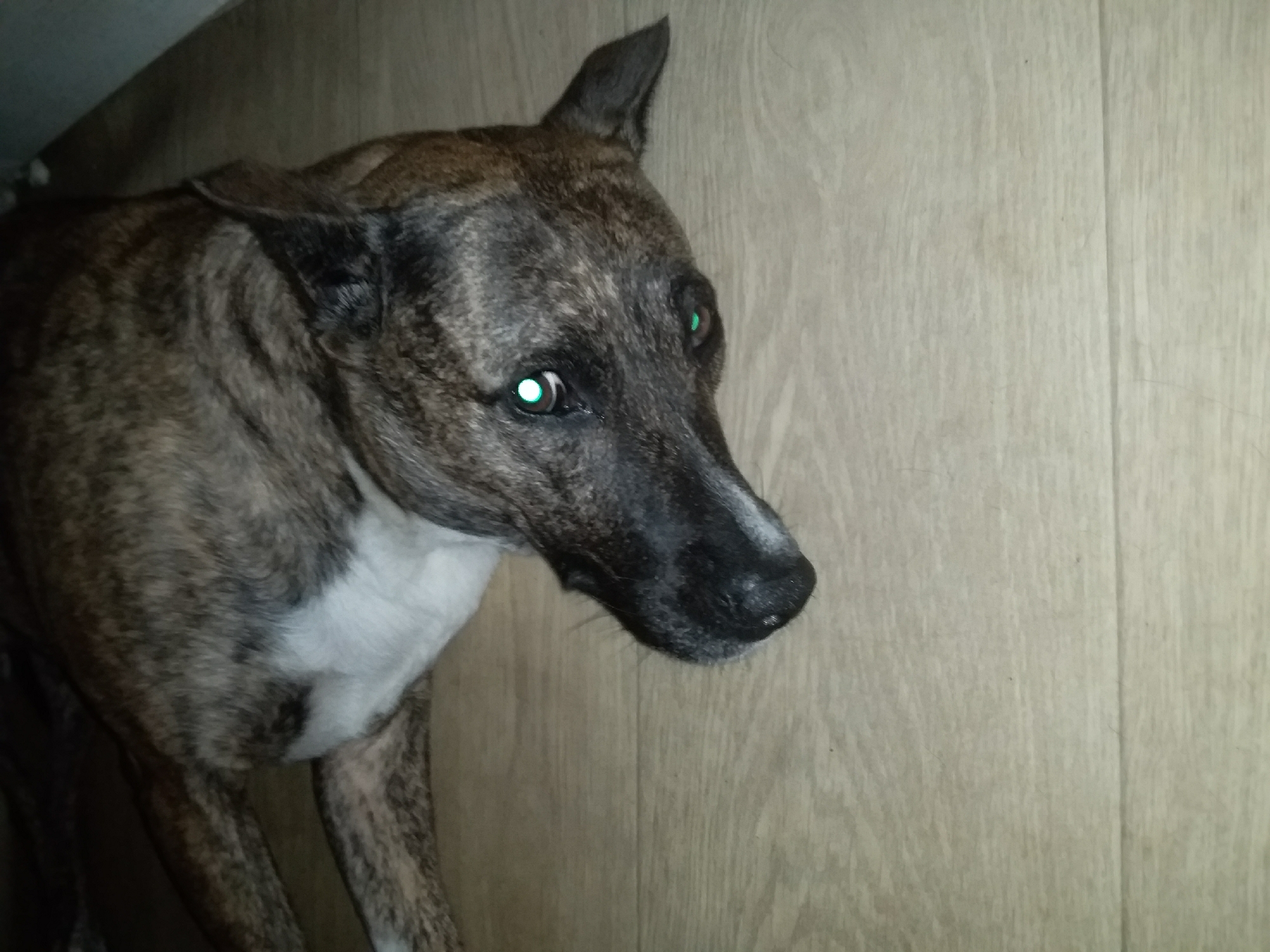 A brindle dog lies on its side on a light-colored wooden floor. The dog's head is turned towards the camera, with its mouth slightly open. Its eyes are bright green, reflecting light. The dog has a white chest and belly, with dark brindle markings on its back and legs. The background is out of focus, but appears to be a dark surface. The image is taken from a slightly elevated angle. No specific location in Saran city administration, Kazakhstan, can be identified from the image.