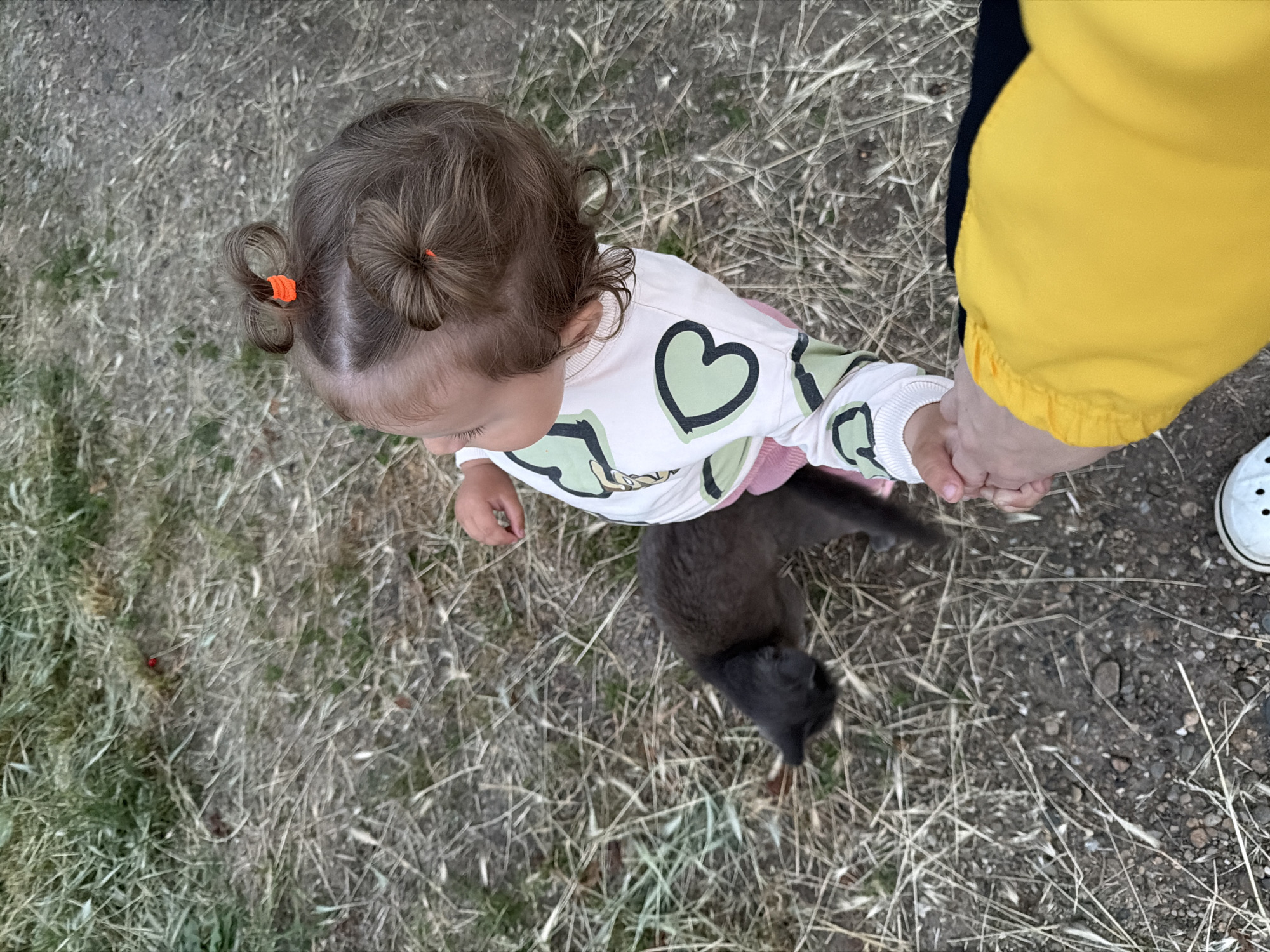 In Komsomolskiy, Russia, a toddler with hair styled in two buns is being led by the hand by an adult. The toddler is wearing a white long-sleeved shirt with green heart designs and pink bottoms. A gray cat is walking near the toddler's feet. The scene takes place outdoors on dry grass and dirt. An adult's hand, wearing a yellow jacket, is holding the toddler's hand. The background shows dry grass and gravel.