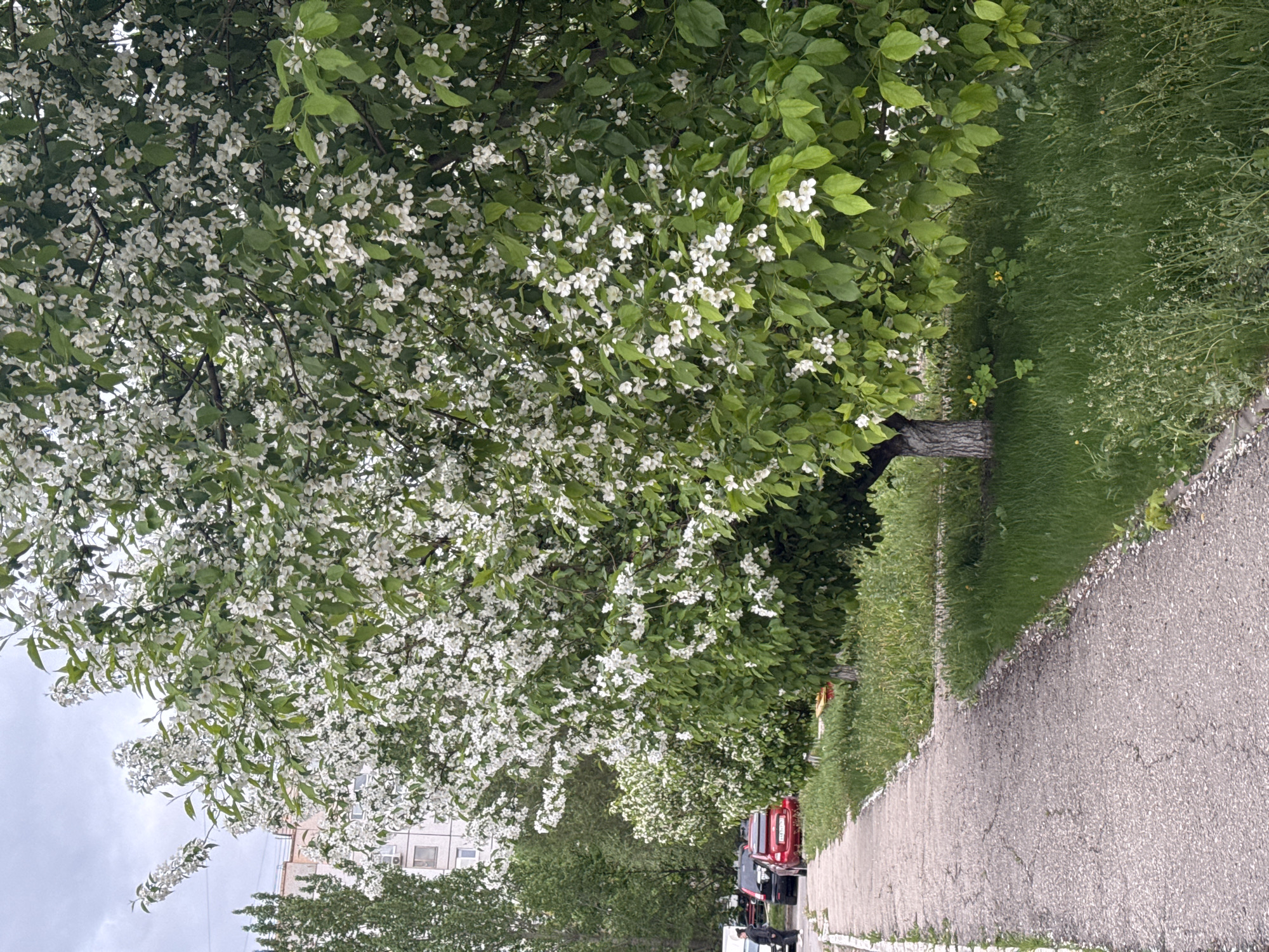 A sidewalk in an urban area of Unknown, Unknown is bordered by lush greenery and a blossoming tree. The tree's dense foliage is laden with white flowers. The sidewalk leads past parked vehicles and a multi-story building in the background. The sky is overcast.