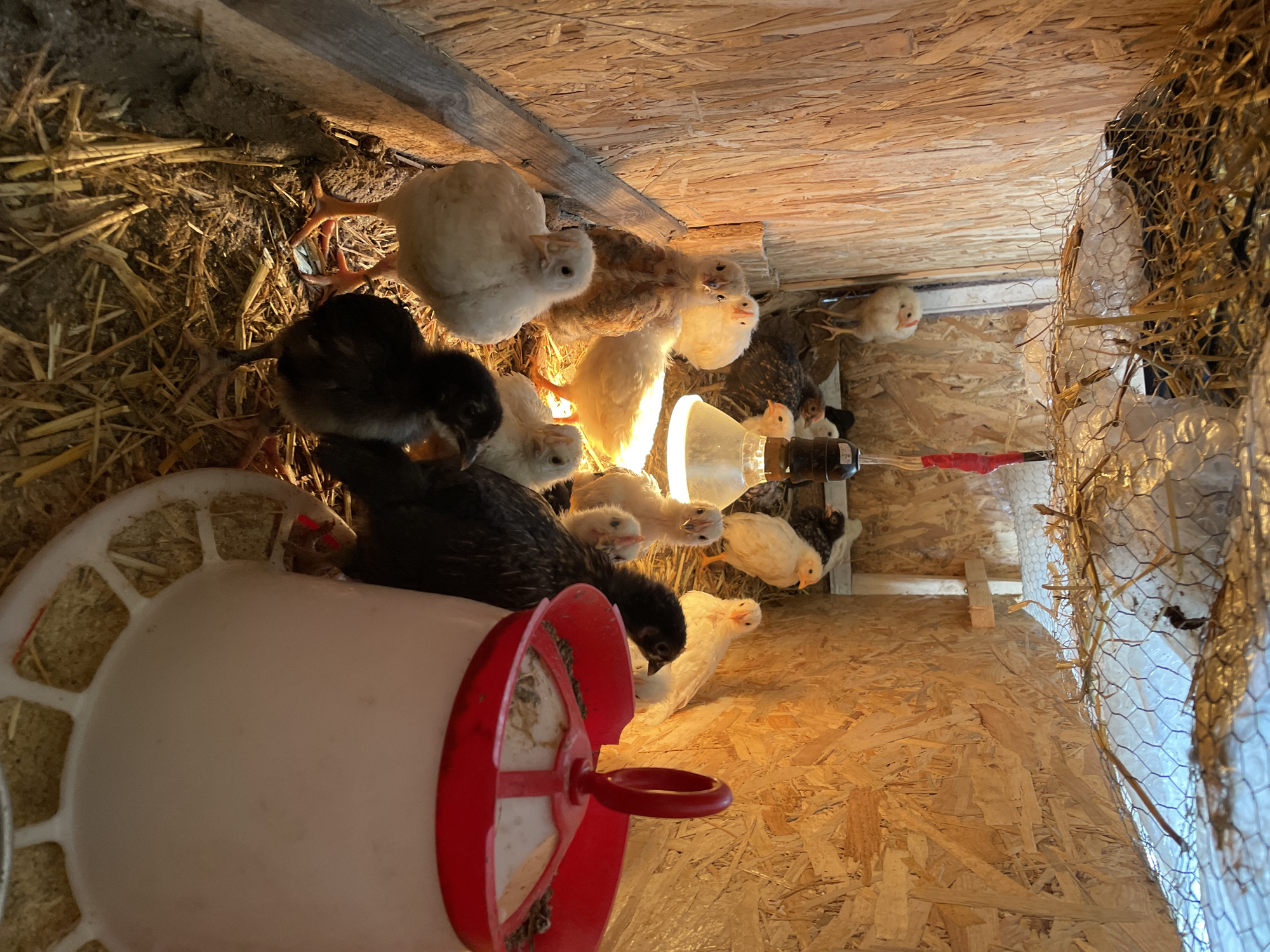 The image depicts a group of chicks inside a wooden structure, possibly a coop or brooder. The chicks are various colors including white, black, and speckled brown. A red and white feeder is visible in the foreground. A heat lamp is positioned above the chicks. Straw is scattered on the floor. The location in Zlatograd, Bulgaria is not verifiable from the image.