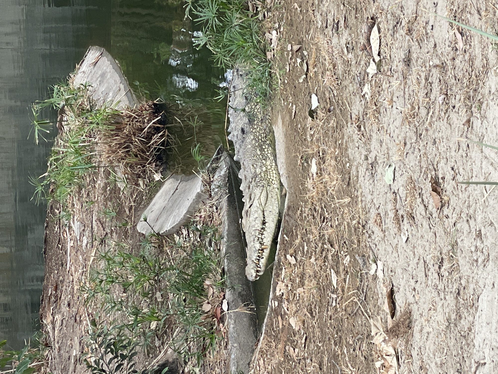 The image depicts a crocodilian, specifically a large crocodile, partially submerged in dark green water within an outdoor enclosure. The animal's head and the anterior portion of its body are visible, positioned against a grey concrete barrier to the left. Its mouth is slightly open, revealing numerous sharp, conical teeth, some with a yellowish hue, set in its upper and lower jaws. The crocodile's skin exhibits a mottled grey-green, scaly texture.
To the right of the animal, the water's edge is lined with clumps of green, reedy vegetation, consistent with Cyperus papyrus or similar aquatic plants. A small earthen mound, also featuring vegetation, protrudes from the water, supported by a grey concrete structure further back. The immediate foreground consists of dry, light brown soil with sparse patches of dried grass and scattered fallen leaves. The background comprises more dark green water, showing indistinct reflections. The concrete structures, managed vegetation, and visible animal strongly suggest this scene is located within an animal exhibit at a zoological park in Caracas, Venezuela, such as Parque Zoológico Caricuao.