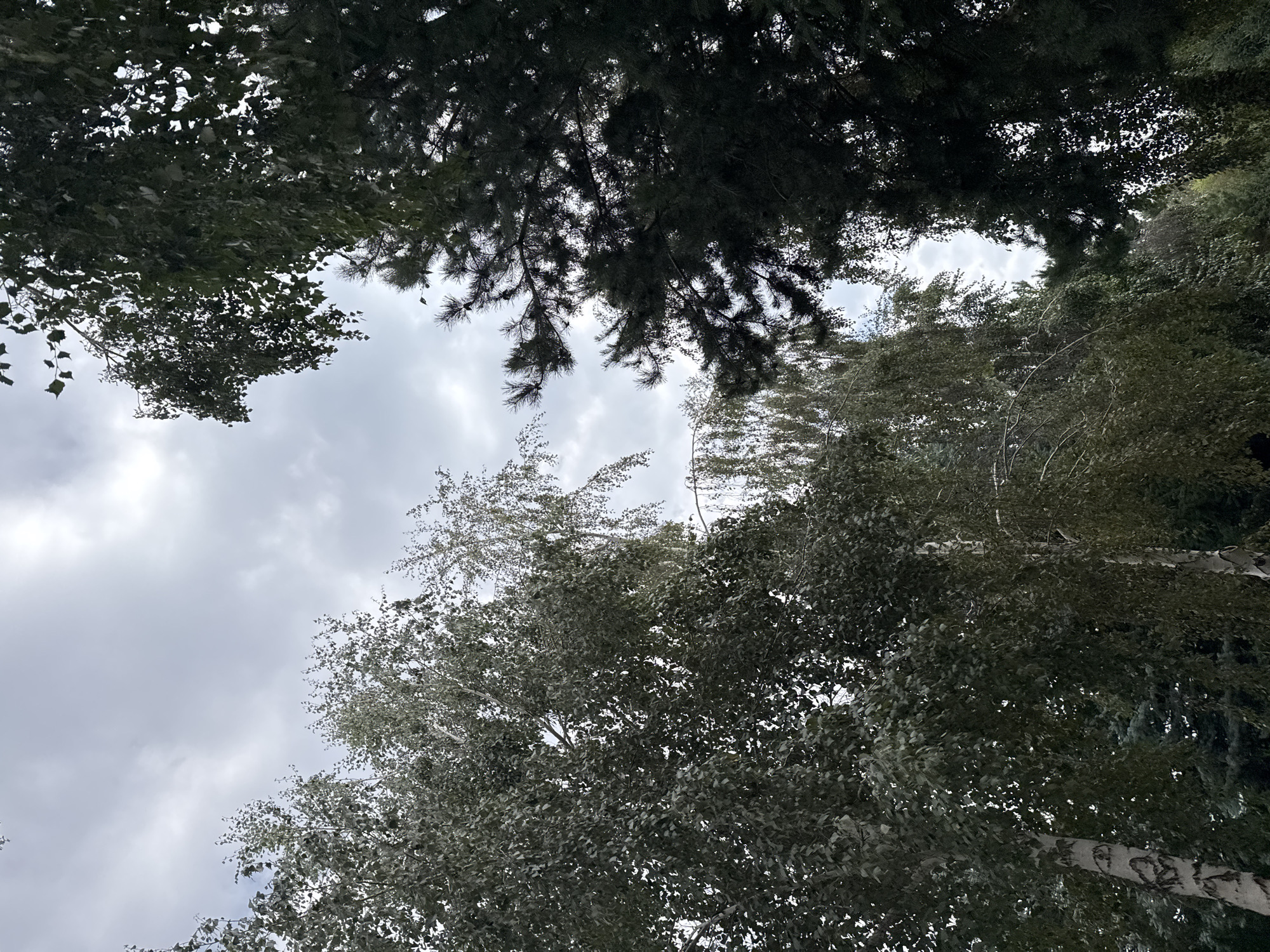 The image captures a view looking upwards through the canopies of several trees towards a cloudy sky. In the foreground, on the left, is a birch tree with its characteristic white and black bark and abundant green leaves. To its right and slightly behind it, another birch tree with weeping branches is visible. Dominating the right side of the frame is a dark green coniferous tree, likely a pine, with dense needles and some visible cones. The sky above is overcast with grey and white clouds. The scene appears to be in a natural or park-like setting within the city of Sary-Oy, Kyrgyzstan. No people or specific actions are depicted.