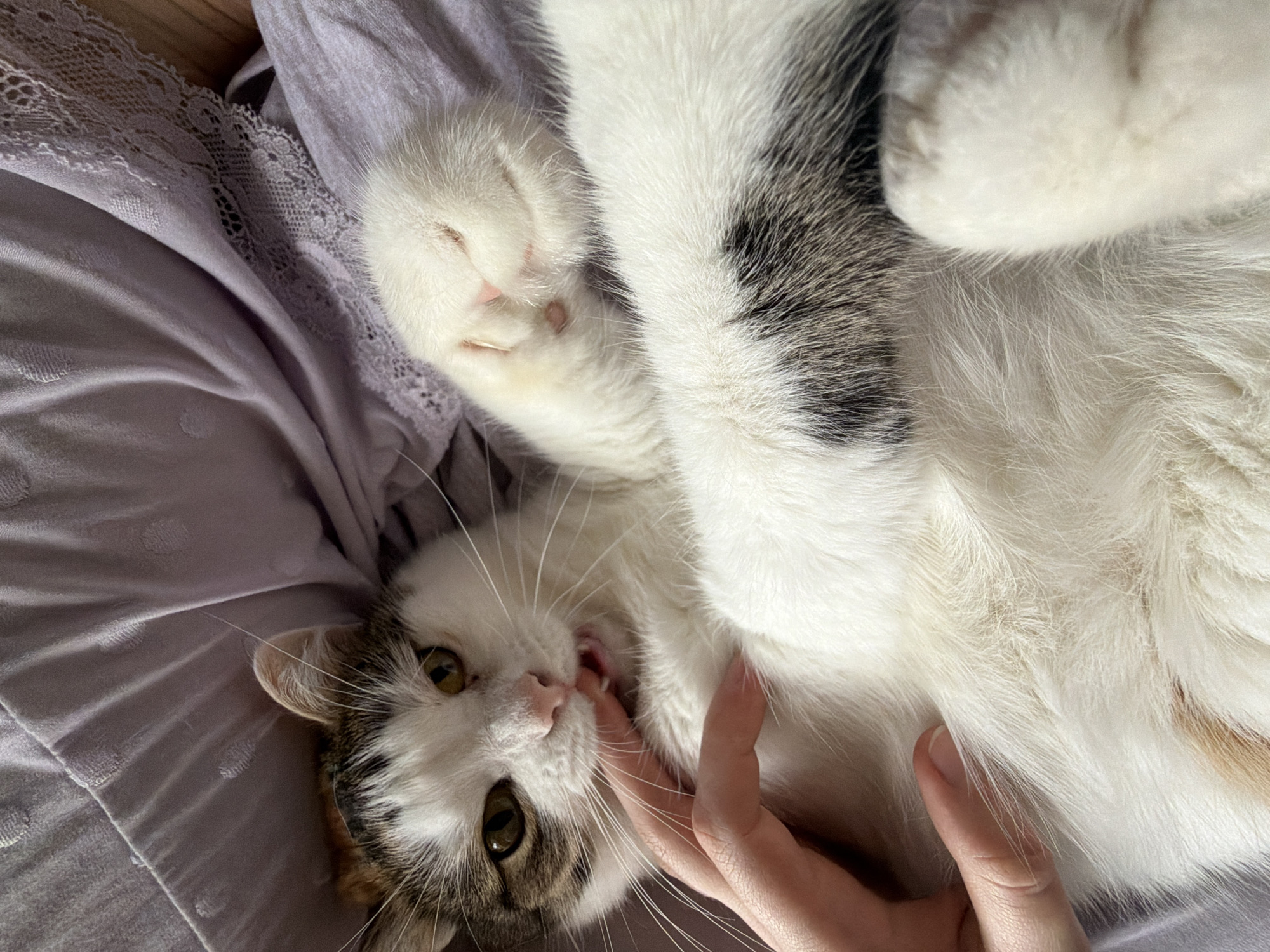A close-up, high-angle shot shows a white and brown tabby cat lying on its back on a pale lavender blanket with lace trim. The cat's belly is exposed, and its front paws are extended upwards. A human hand is visible in the lower left corner, gently touching the cat's chest. The cat's mouth is slightly open, and its front teeth are visible, with one tooth appearing to be in contact with a finger. The cat's eyes are open and directed towards the camera. The background is dominated by the texture and folds of the blanket. The scene is indoors, likely a domestic setting in the city of Kolychovo, Russia.