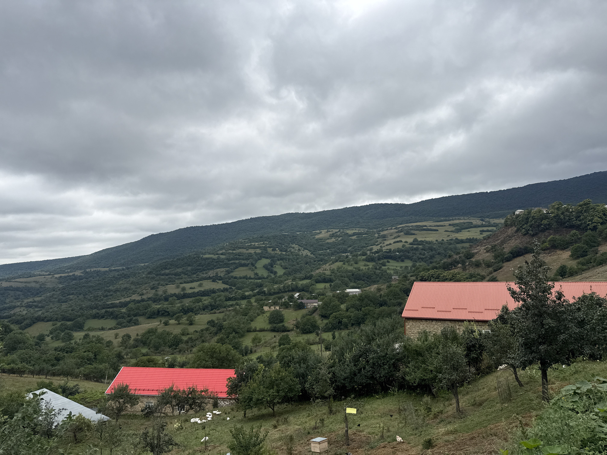 The image captures a rural landscape under a cloudy sky, likely in or around Межгюль, Russia. In the foreground, two buildings with bright red roofs are visible. The building on the right, constructed from stone, is partially obscured by trees. To the left of this stone building, a flock of white birds, possibly chickens or geese, are scattered on a grassy slope. A second building with a red roof and a metallic grey roof is situated to the left of the stone building. The midground features a gently rolling hills covered in lush green vegetation, dotted with scattered houses and trees, suggesting a small village or hamlet. In the background, a large, densely forested mountain range dominates the horizon under a heavy blanket of grey clouds. The overall impression is one of a tranquil, overcast day in a rural setting.
