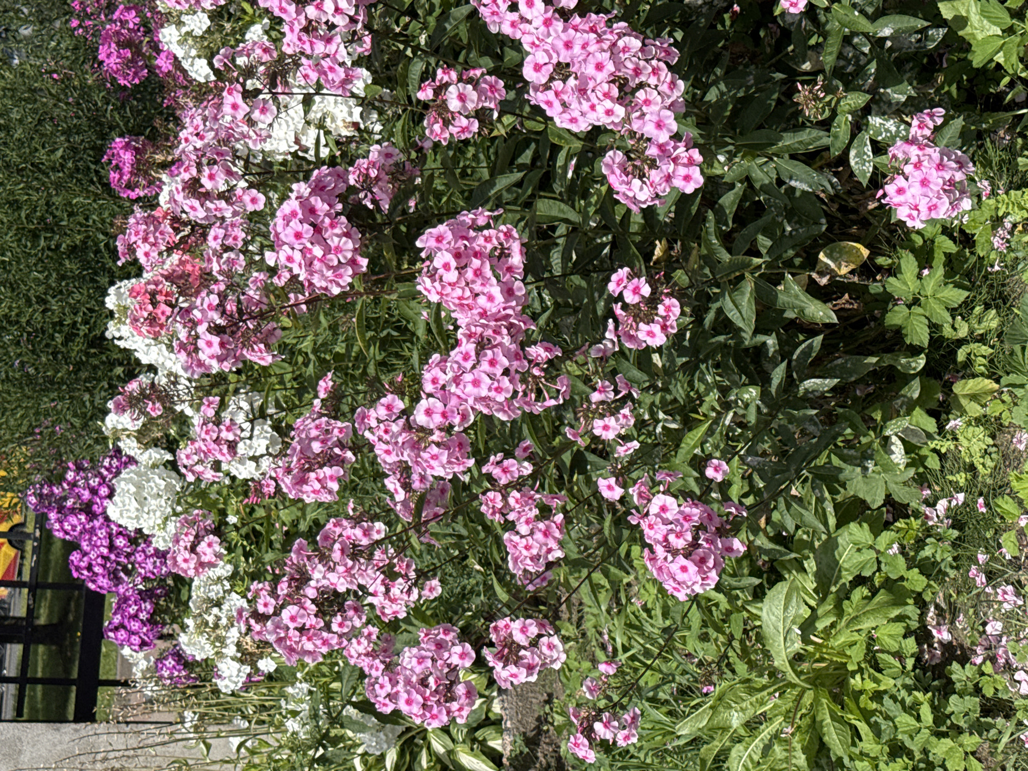 The image depicts a dense cluster of blooming phlox flowers in various shades of pink and white, interspersed with dark green foliage. In the background, a black metal fence is visible, with glimpses of a building and yellow elements through it. The foreground shows more green plants and some fallen flower petals on the ground. The scene is outdoors, likely in a garden or park setting. While the image does not explicitly show any identifying landmarks of Saint Petersburg, Russia, phlox flowers are common in gardens and public spaces throughout the city, especially during the summer months when they are in bloom. The overall impression is one of vibrant natural beauty within an urban environment.
