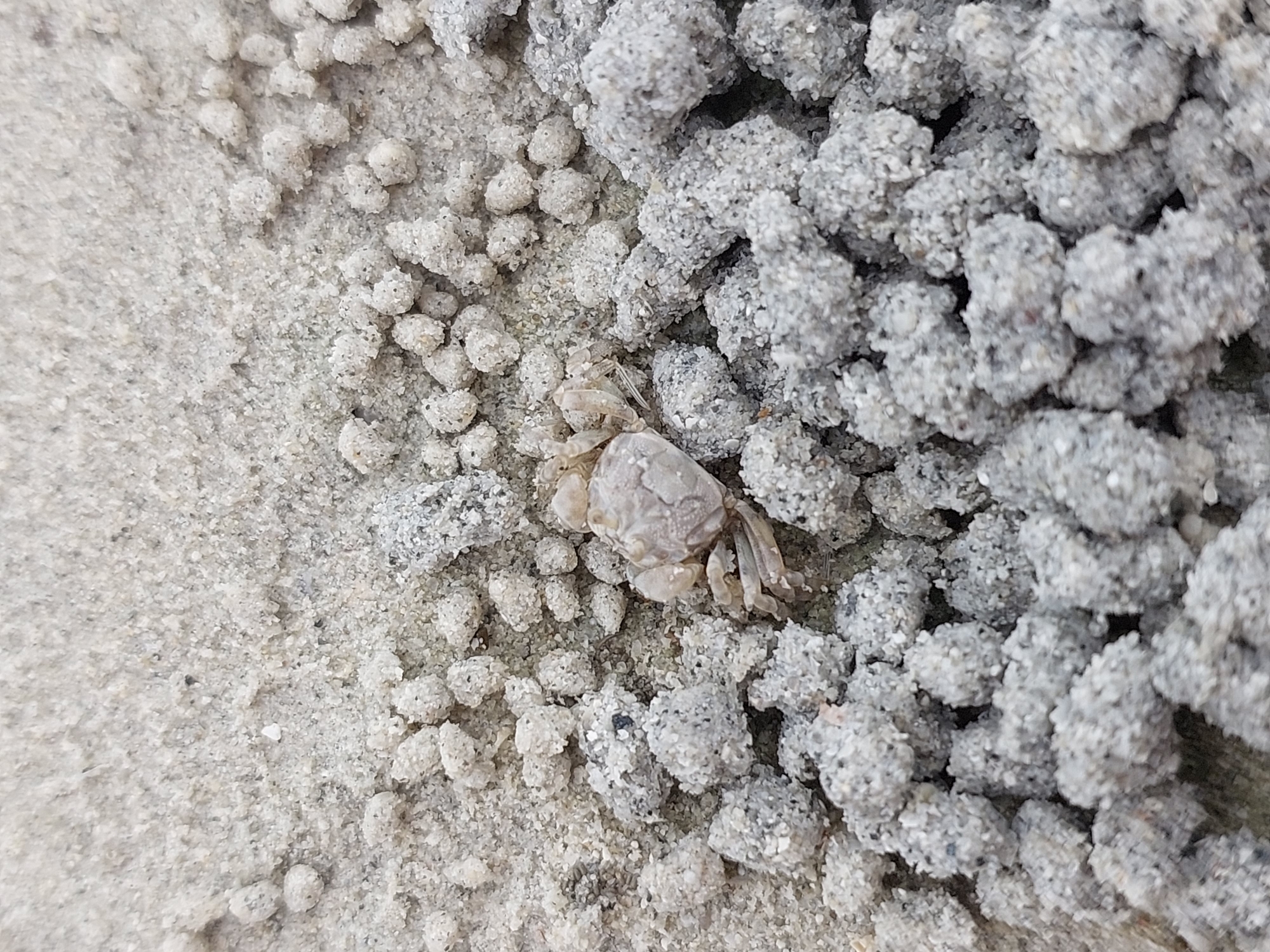 A close-up, overhead view of a small, pale crab situated on a beach in Ko Samui District, Thailand. The crab is facing the lower left of the frame. Its legs are extended, and its body is slightly raised. The surrounding ground is composed of sand, with small, spherical mounds of sand clustered around the crab. The sand appears moist, with a granular texture. The lighting suggests an outdoor, daytime scene. The image is sharpest in the center, focusing on the crab and the immediate sandy formations.