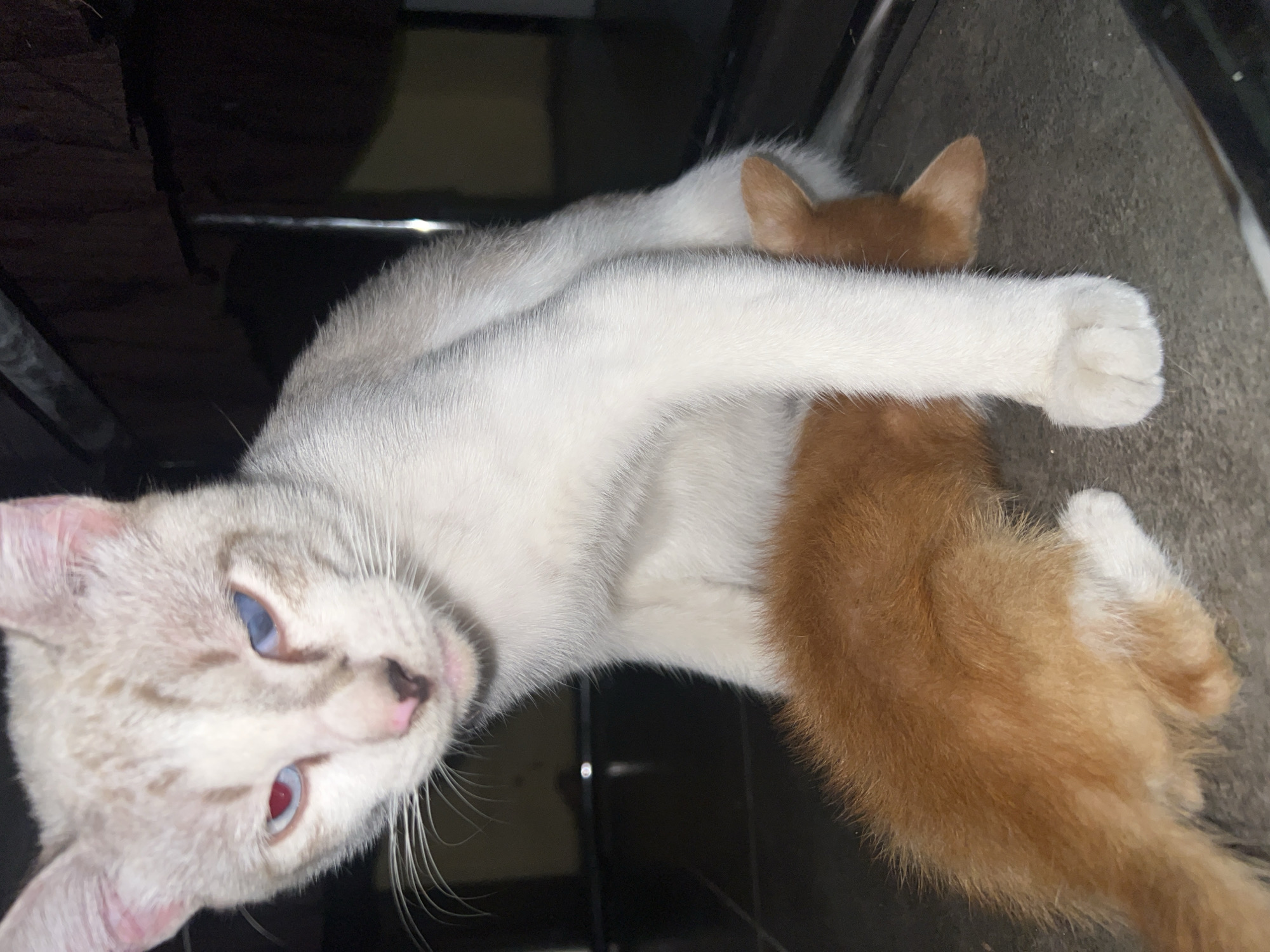A white cat with distinctive red and blue eyes is pictured in close proximity to a small ginger kitten. The mother cat is positioned above the kitten, and the kitten is nursing. They are situated on a tiled surface, with hints of dark, possibly wooden, furniture in the background. The lighting is dim, suggesting an indoor environment. The scene is captured from a low angle, focusing on the cats. The location is identified as Klapanunggal, Indonesia.