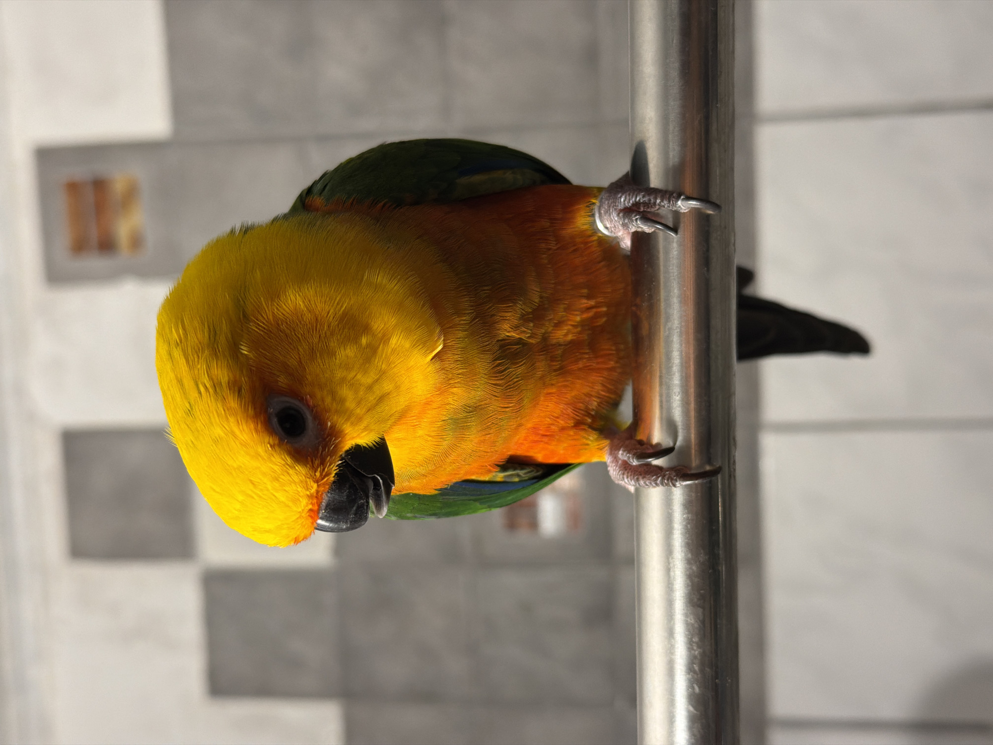 This is a close-up, vertically oriented photograph of a small parrot. The bird is predominantly yellow on its head and chest, transitioning to a vibrant orange on its belly and back. Dark green feathers are visible on its wings and possibly its tail. The parrot's beak is black, and its eye is dark and round. It is perched on a smooth, metallic pole, with its claws gripping the surface. One of its feet is clearly visible, showing sharp, dark claws. The background consists of a tiled wall with a pattern of alternating light and darker grey squares, creating a somewhat abstract backdrop. The lighting suggests it might be indoors, possibly during the day or under artificial light, given the even illumination. There is no visible text in the image. The bird appears to be healthy and alert, its posture suggesting it is exploring or resting.