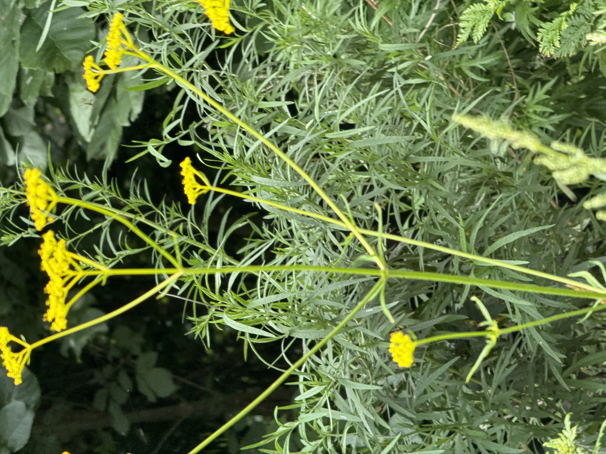 The image shows a close-up view of yellow flowers with thin, green stems and leaves against a blurred background of green foliage and trees. The lighting suggests it is daytime, possibly outdoors in a natural setting like a garden or park. There are no people or animals visible in the image. The scene is static and peaceful.