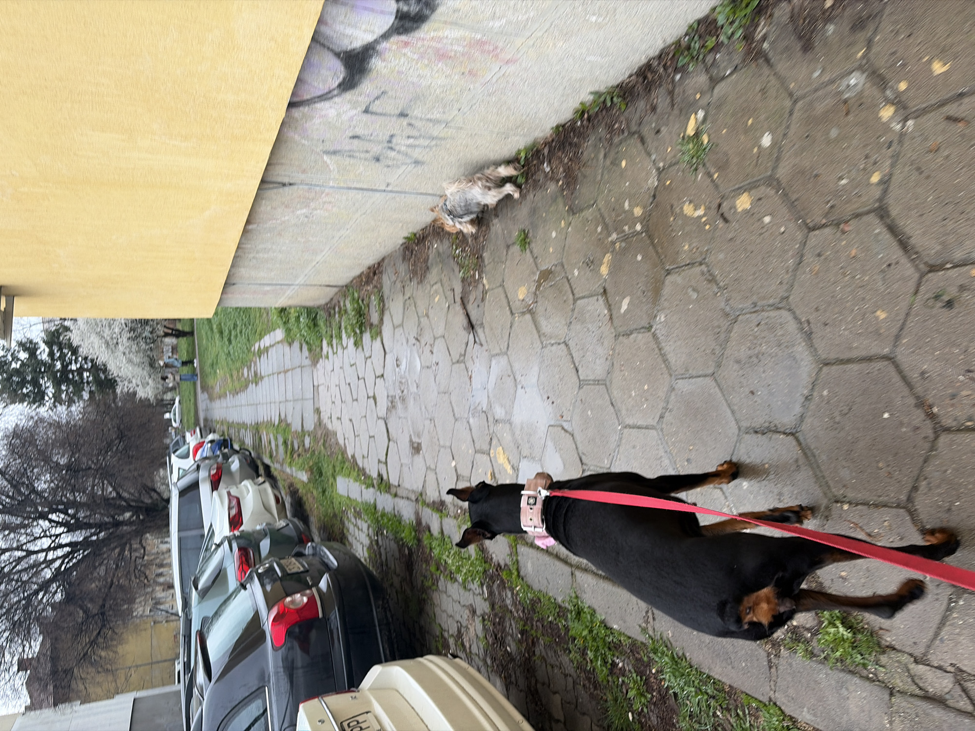 A photograph shows a street scene with parked cars on the left and a paved walkway to the right. A black and tan Doberman dog lies prone on the walkway, secured by a red leash. Further down the walkway, a smaller, indeterminate breed dog lies close to the base of a wall that bears graffiti. The scene is flanked by a tall yellow wall on the left and a row of trees visible in the distance. The location is suggested to be in Sofia, Bulgaria.