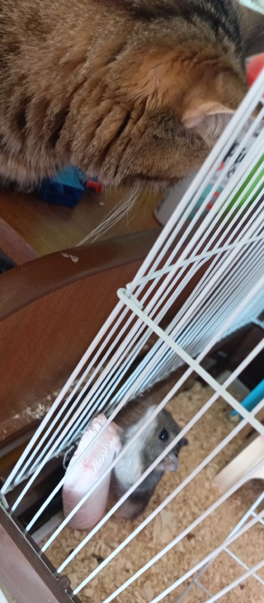 An indoor scene captured in Chaikovsky, Russia, depicts a domestic cat observing a small rodent inside a cage. In the upper part of the frame, the back and side of a tabby cat with rich brown and dark striped fur are visible. Its long, white whiskers extend over a wooden surface, indicating its head is positioned to look down.
Below the cat, a white-barred cage with a dark brown base contains a small, grey-brown rodent, likely a hamster or similar pet. The rodent has prominent dark eyes and distinct pink skin or paws. It is resting on a bed of light-colored wood shavings. The cat's posture suggests curiosity or interest in the caged animal, fostering a moment of interspecies observation. The background features wooden furniture and hints of other household items, placing the scene within a home environment. No text is visible in the image.
