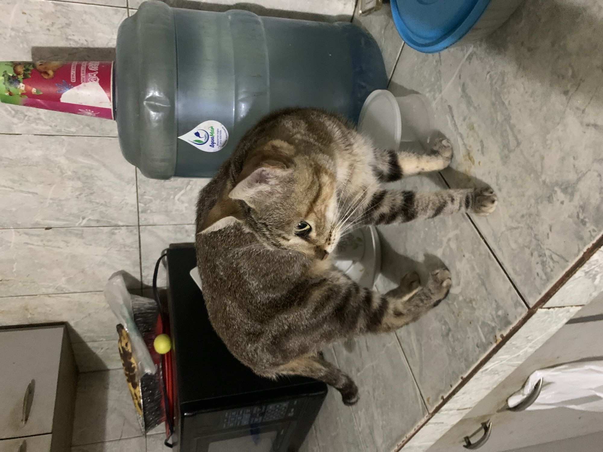 An overhead shot captures a domestic tabby cat resting on a tiled floor in what appears to be a utility area or kitchen. The cat, with its brown, grey, and black striped fur and lighter paws, is curled up on its side, looking intently towards the right of the frame with its green-yellow eyes.
Behind the cat, a large, translucent grey-blue water dispenser bottle stands upright. A white label on the bottle prominently displays the brand name "AquaMan" with a blue droplet logo. An inverted red and pink paper cup, featuring colorful illustrations and partially visible text that includes words like "berry," is perched on top of the water bottle.
To the cat's immediate right, a white plastic lid rests on the floor. Further to the left, a dark-colored appliance, possibly a microwave, is visible, with a yellow-green tennis ball and a banana in a plastic bag positioned nearby, seemingly resting on a broom or brush. Portions of light-colored cabinets or furniture are present on the far left and right sides of the image. The floor consists of light grey tiles, showing some minor wear or stains. The scene is brightly lit by indoor lighting, and the cat appears calm and relaxed. This image is set in Santa Ana, Venezuela.