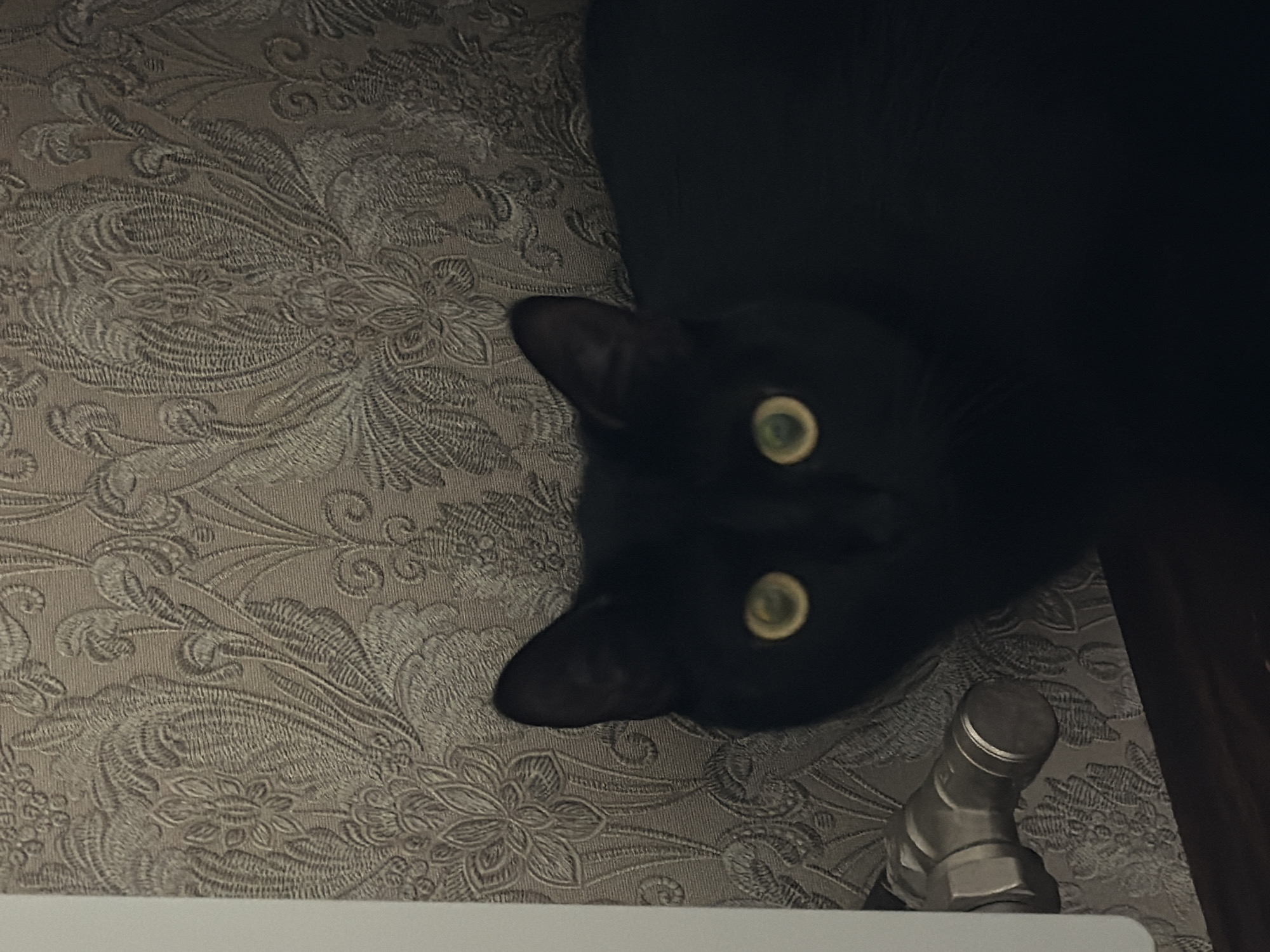 The image presents a close-up, high-angle view of a black cat with striking, light-reflecting green eyes, looking directly towards the viewer. The cat's head is positioned towards the left side of the frame, with its dark fur blending into the shadows of the upper right.
The background features a textured fabric or wallpaper, displaying an intricate, repeating pattern of floral and paisley-like motifs in shades of grey or beige. The pattern suggests an embossed or woven design, adding depth to the surface. In the lower right corner, a metallic object, possibly a part of a pipe or a valve, is partially visible.
The lighting appears dim, contributing to the strong reflection in the cat's eyes. The scene takes place indoors, likely in a residential setting, as indicated by the patterned surface and the household fixture. There is no discernible activity beyond the cat's direct gaze. No text is visible in the image. The location context for this scene is Penza, Russia.