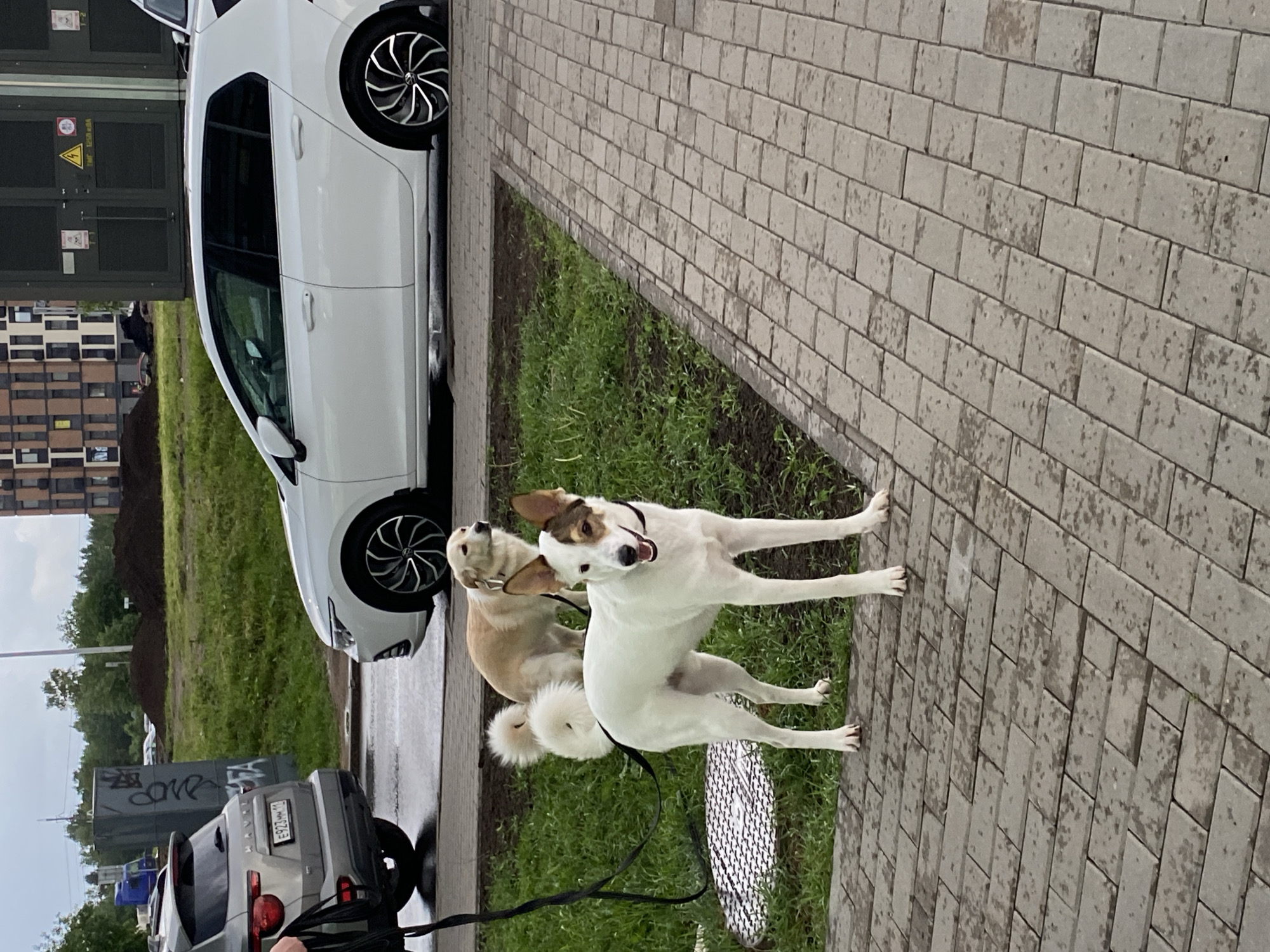 The image depicts an urban street scene in Saint Petersburg, Russia, under an overcast sky following recent rain, evidenced by wet pavement and road surfaces.
In the foreground, a paved grey sidewalk occupies the lower portion of the frame. To the left of the sidewalk is a narrow strip of damp green grass, upon which two dogs are standing. A partially visible person on the far left holds a black leash connected to a white-furred, medium-sized dog in the foreground. This dog has a brown patch over its left eye and ear, a black collar, and is looking directly forward with its mouth slightly open. Behind it, on the grass, is a golden-furred, medium-sized dog with a fluffy tail, looking towards the right side of the frame. A circular metal manhole cover is visible on the grass beneath the leashes.
Beyond the grassy strip, a wet asphalt road stretches across the mid-ground. A silver Haval SUV with the Russian license plate "E923MM 11" is parked or stopped on the left side of the road, facing away from the camera. On the right side of the road, a white Volkswagen Golf hatchback is also parked or stopped, facing left, with its distinctive black and silver multi-spoke wheels visible.
In the background, behind the vehicles and road, are various urban elements. A tall, dark grey utility box with graffiti (including the Russian word "СЛОВО" - "word" and "ЛЕХА" - a name) stands behind the silver SUV. Further right, a larger set of dark grey utility cabinets display warning signs, including a yellow triangle with a lightning bolt and "EMF 1250 kVA". Behind these structures, modern multi-story residential buildings with multiple windows are visible. Piles of dark earth or dirt suggest ongoing construction or landscaping in the distance. Green trees and foliage are scattered across the horizon under the grey sky.