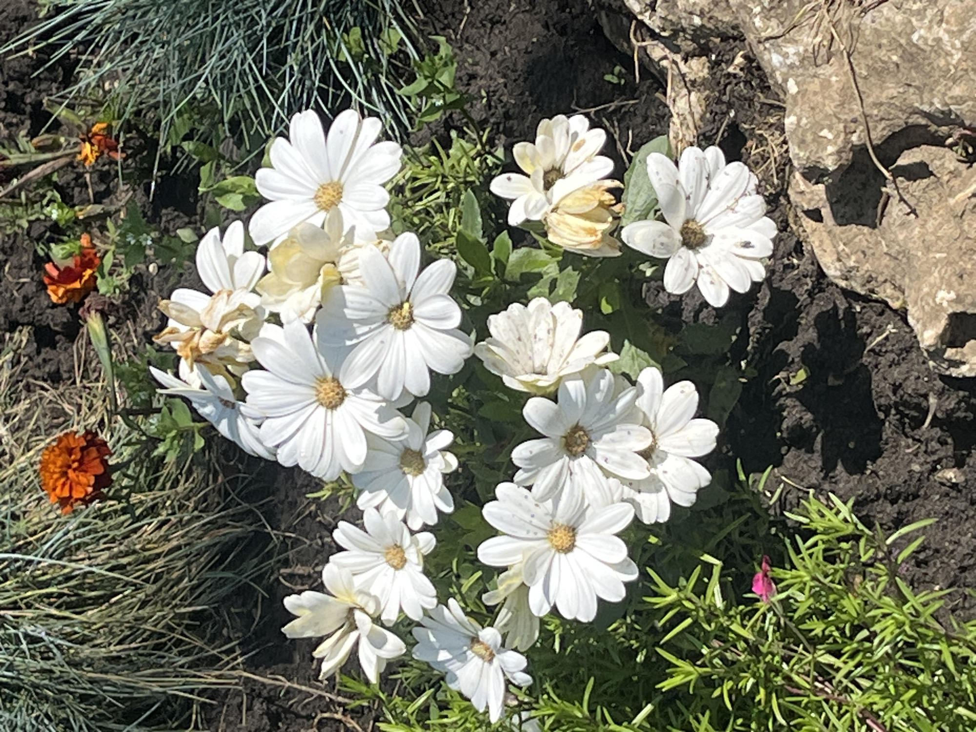 The image depicts a flowerbed containing a cluster of white daisy-like flowers with yellow centers, interspersed with green foliage and other plants. There are also a few orange marigolds. The soil in the flowerbed is dark brown. A rock is visible to the right of the flowers. The location is likely in Krasnodar, Russia. No people are visible in the image.