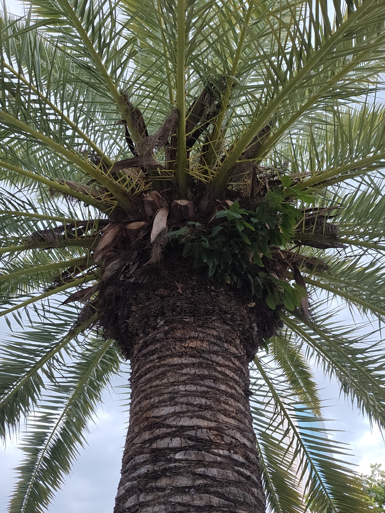 An upward view captures the textured bark and fronds of a palm tree against a cloudy sky, with a hint of a modern building visible through the foliage in the background. The image is taken from the ground looking up at the tree, focusing on the trunk and the base of the palm fronds. The fronds are a vibrant green and fan out from the top of the trunk, some partially obscuring the sky. Some brown, dried frond bases and fibrous material are visible at the junction of the fronds and the trunk. Green, leafy vines are growing on the trunk near the frond base, adding an element of the natural world to the urban setting. The sky appears overcast with some lighter patches indicating the sun is behind the clouds. The modern building in the background is tall and appears to have a glass facade, reflecting the light blue of the sky. The scene suggests an outdoor setting within a city, likely a park, street, or courtyard in Nha Trang, Vietnam, where palm trees are common and modern architecture is present. There are no people or animals in the frame.