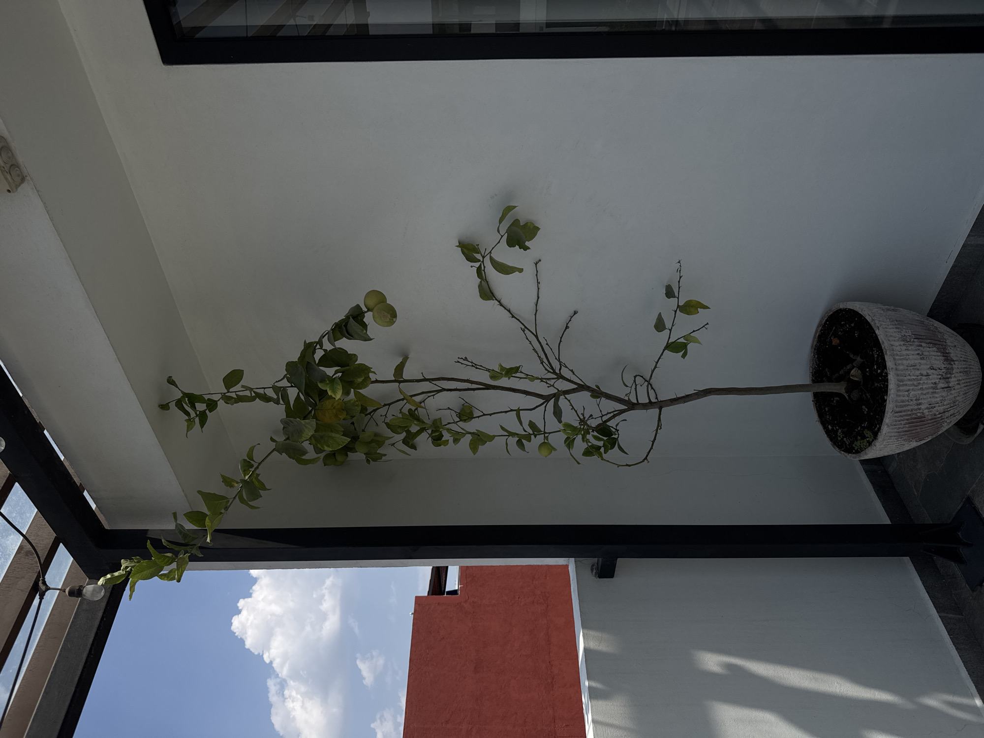 This appears to be a low-angle shot of a rooftop or balcony, likely in Puebla, Mexico, though this is not definitively verifiable from the visual data alone. The image is taken from below, looking up at the underside of a roof or balcony overhang. A potted plant sits on the edge of the balcony, its branches and leaves extending horizontally across the frame. Some fruit is visible among the leaves. The pot is light-colored and cylindrical with ridges. A black metal framework is part of the balcony structure, framing a view of the sky with clouds and part of a building painted in a terracotta color. The building appears to be nearby and of similar height. Light bulbs are strung along the framework. The overall lighting is bright, suggesting a sunny day.