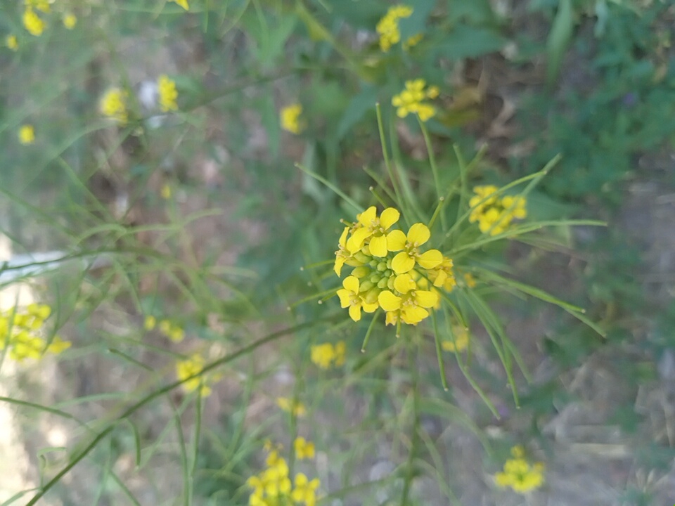 A close-up, slightly blurred photograph captures a cluster of small, bright yellow flowers on thin green stems against a muted background of dry earth and sparse vegetation, suggesting an outdoor natural setting possibly within the city of Angren, Uzbekistan. The flowers are arranged in a raceme, with some buds still closed and others fully open, displaying four petals each. The overall lighting suggests daytime, with a soft, diffused light source. There are no people or animals visible in the frame, and the focus is solely on the delicate floral arrangement.