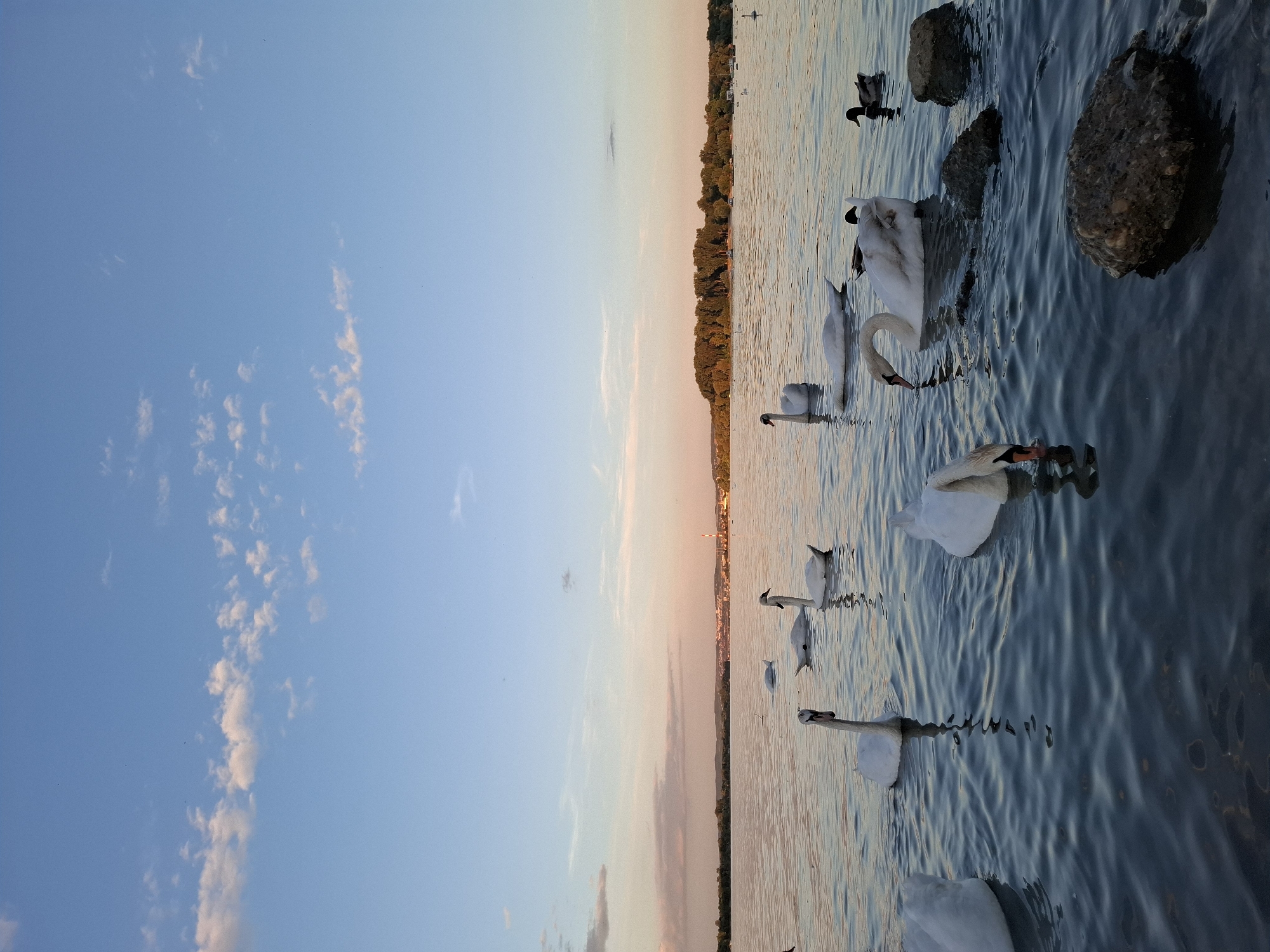 A flock of swans and a duck are swimming in the Danube River at sunset. The sky is a soft blue with wispy pink and orange clouds. In the background, the city of Zemun, Serbia, is visible with its buildings and a distant smokestack. The water is calm with gentle ripples, and a few rocks are visible near the shore.