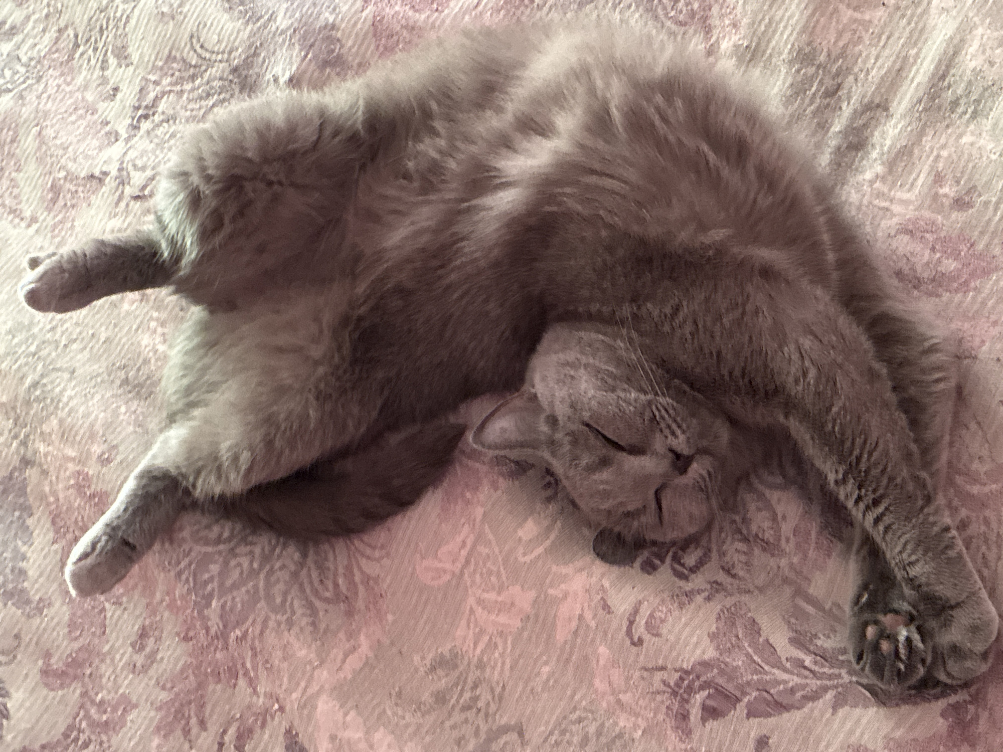 An overhead, eye-level shot shows a medium-sized, gray cat sleeping on its back on a pink patterned blanket. The cat is curled up with its legs extended upwards and its paws tucked under its chin. Its eyes are closed, and it appears to be in a deep sleep. The blanket has a floral pattern in shades of pink and purple. The scene is indoors, with no indication of the city of Alanya, Turkey.