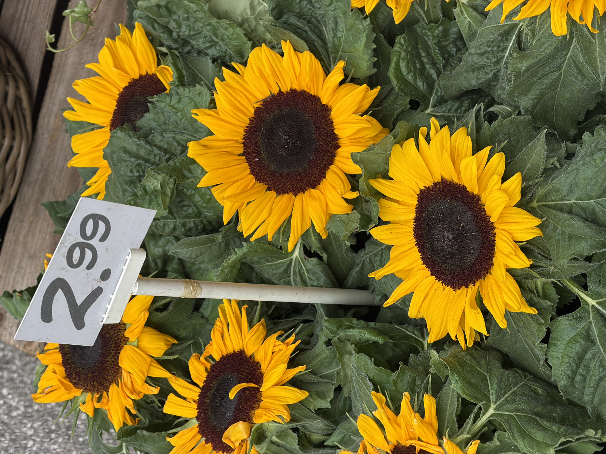 In Witten, Germany, a close-up, high-angle shot captures a display of potted sunflowers. The sunflowers, with their bright yellow petals and dark centers, are lush and vibrant. They are arranged closely together, with abundant green foliage surrounding them. A white price tag, angled and supported by a thin gray pole, is visible among the flowers. The price tag displays "2.99" in large, dark gray numerals, indicating the cost of the sunflowers. The background consists of a woven basket and wooden planks, suggesting an outdoor market or garden center setting. The lighting is natural and bright, highlighting the textures and colors of the flowers and leaves.