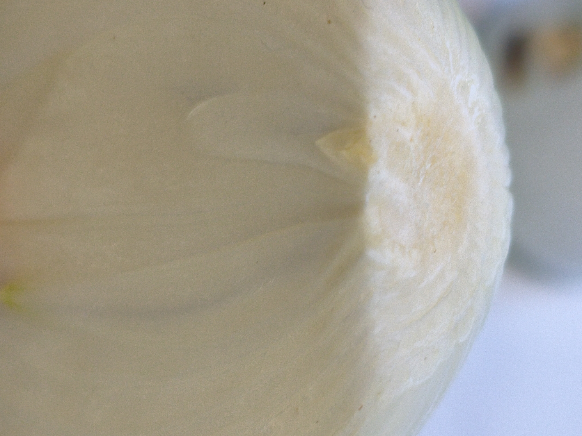 The image is a close-up, macro shot of a cut onion. The focus is on the layered, translucent white flesh of the onion, with visible striations indicating its growth rings. The right side of the onion shows the core, which is slightly more opaque and textured. The lighting highlights the natural textures and slight sheen of the onion's surface. The background is blurred and appears to be a light-colored surface, possibly a countertop or table. There are no people, other objects, or any indication of the city of Orenburg, Russia, present in this image.