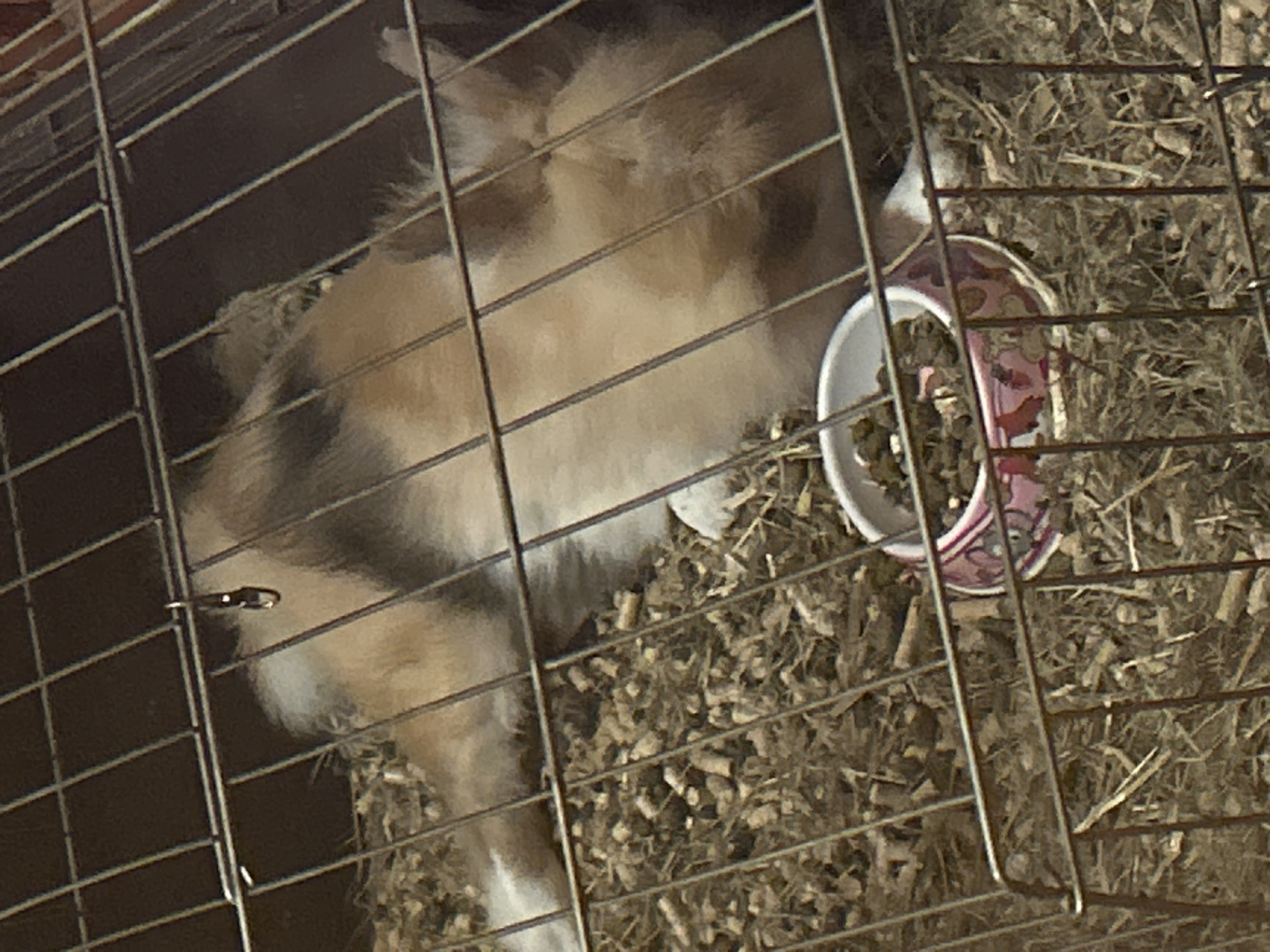 The image captures a small, furry animal, likely a rabbit or guinea pig, resting within a metal cage. The animal has a multi-colored coat, featuring patches of light brown, white, and darker brown fur, and is seen lying down on what appears to be wood shavings and hay bedding.
A small white bowl with a pink rim and faint patterns (possibly cartoonish figures or abstract shapes) is visible on the right side of the cage, filled with dark pellets, presumably food. The metal bars of the cage crisscross the frame, partially obscuring the animal and its immediate surroundings. The background behind the cage is dark and indistinct, suggesting an indoor environment.
The lighting is dim, indicating either low natural light or artificial lighting. There are no explicit visual cues to determine the time of day or external weather conditions. No legible text is visible on any objects within the frame. The animal appears calm and still. The context provided is Sofia, Bulgaria, though the image itself contains no specific geographical indicators.