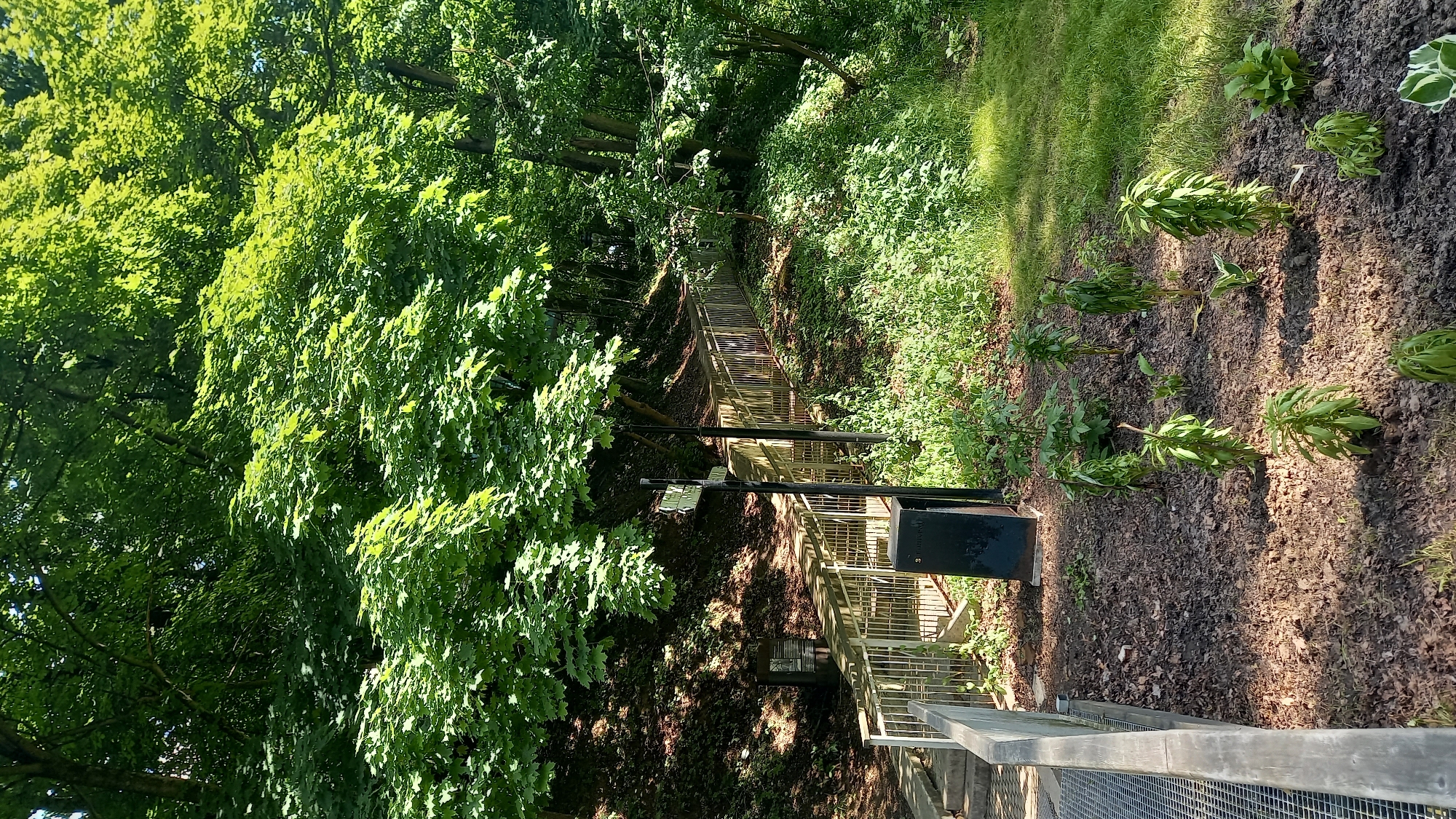 This image depicts a concrete and metal staircase ascending a heavily vegetated slope in Zvenigorod, Russia. The scene is dominated by dense, bright green deciduous trees and foliage, with dappled sunlight illuminating the upper canopy and portions of the ground.
The staircase, featuring light-colored metal railings, originates at the lower-left foreground, where a section of metal grating, possibly a bridge or platform, is visible. It ascends upwards and curves to the right, eventually disappearing into the dense vegetation of the hillside.
Near the base of the staircase, on the right side, stands a black informational pole with a green directional sign attached, displaying illegible white text and arrows. A smaller black utility box or post is positioned directly behind this pole. Higher up the slope, on the left side of the pathway, a dark bin or container is visible amidst the shadows and leaf litter under the trees.
The ground in the immediate foreground, to the right of the pathway, is a cultivated patch of dark soil or mulch, containing several young, green plants, some appearing slightly wilted or recently planted, including hosta-like species. This cultivated area transitions into a patch of mown green grass on the far right. The slope on the left side of the pathway is covered with dark earth and fallen leaves, largely obscured by deep shadows cast by the dense tree canopy.
No individuals, animals, or vehicles are present in the scene. The overall lighting suggests a sunny day.