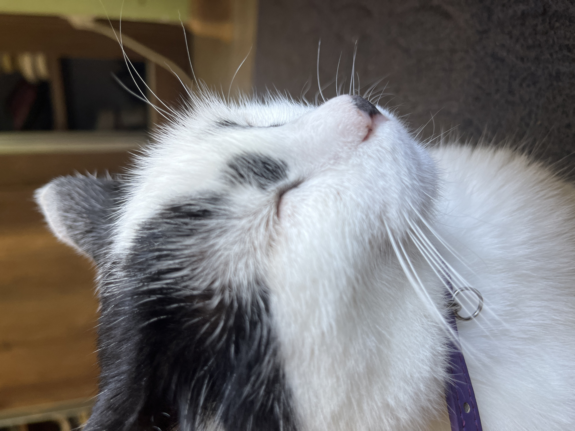 A close-up, profile shot captures a black and white cat with its eyes closed. The cat is wearing a purple collar with a silver ring. The background is blurred, showing what appears to be an indoor setting with wooden furniture and shelves. No specific location in Ureki, Georgia is identifiable from the image.