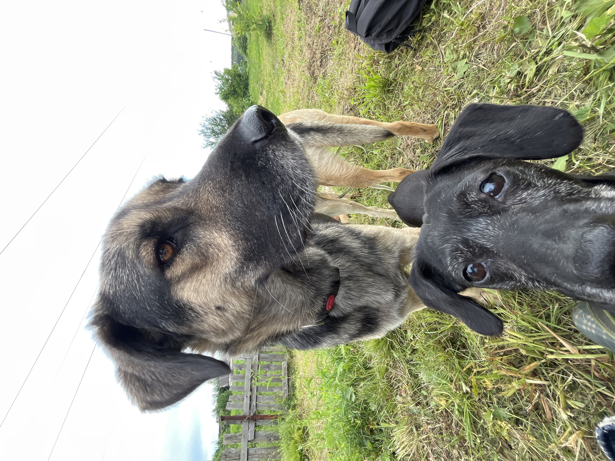 The image shows two dogs in an outdoor setting. One dog, a large German Shepherd mix with grey and tan fur, is in the foreground, its face taking up a significant portion of the frame. Its head is tilted downwards, and its large brown eye is visible. The other dog, a smaller black dog, is partially visible in the lower right of the frame, also looking towards the camera. Its eye is visible, and its black fur is short.
They are in a grassy area with some weeds and a weathered wooden fence in the background. A black backpack is visible in the upper right of the frame. The sky is overcast and bright, suggesting daytime. The overall impression is one of a casual outdoor moment with two canine companions. The location context provided is Nizhny Tagil, Russia. There is a red tag with white text on the larger dog's collar, but the text is not legible.