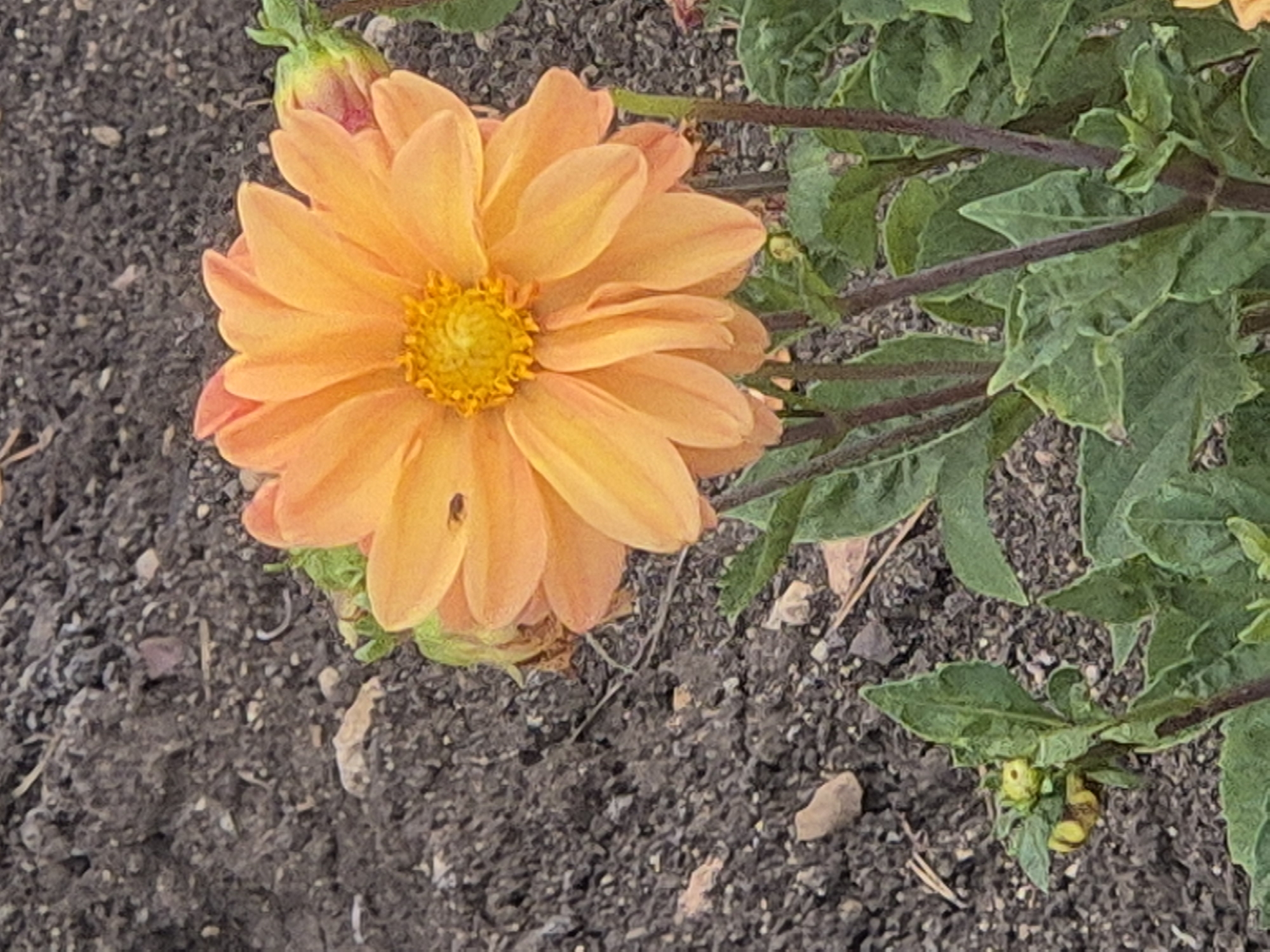 The image shows an orange dahlia flower in bloom, with a small black insect on one of its petals. The flower is set against a background of dark, crumbly soil with small stones and some dry organic matter. The stem of the dahlia is dark and reddish-brown, and several green leaves are visible, some appearing slightly wilted. To the right of the main flower, a pink dahlia bud is also visible, partially obscured by the bloom. In the lower left corner of the image, there are some smaller green buds and leaves. The overall lighting suggests an outdoor setting, likely in a garden or flower bed. The image is a close-up, focusing on the flower and its immediate surroundings. The location in Kokshetau, Kazakhstan is not discernible from the visual information provided in the image.
