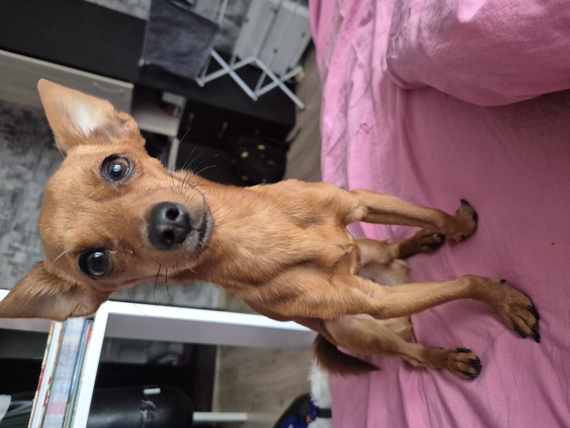 A small, short-haired dog, possibly a Chihuahua or Miniature Pinscher, with reddish-brown fur, a black nose, and large dark eyes, is the central subject of the image. The dog is positioned on a vibrant pink blanket or bedding, with its body stretching out. It is looking directly towards the camera, with its ears perked up, conveying an alert and curious expression.
The setting appears to be an indoor room, likely a bedroom or living area, in a residence in Chaikovsky, Russia. In the background, to the left of the dog, a white shelf is visible, holding stacked books or magazines. Further back, dark furniture, possibly a cabinet or chair, can be seen, along with a white, foldable structure that resembles a drying rack. Part of a dark floor covering, possibly a rug, is also visible. The lighting is consistent with indoor ambient light. There is no visible text in the image.