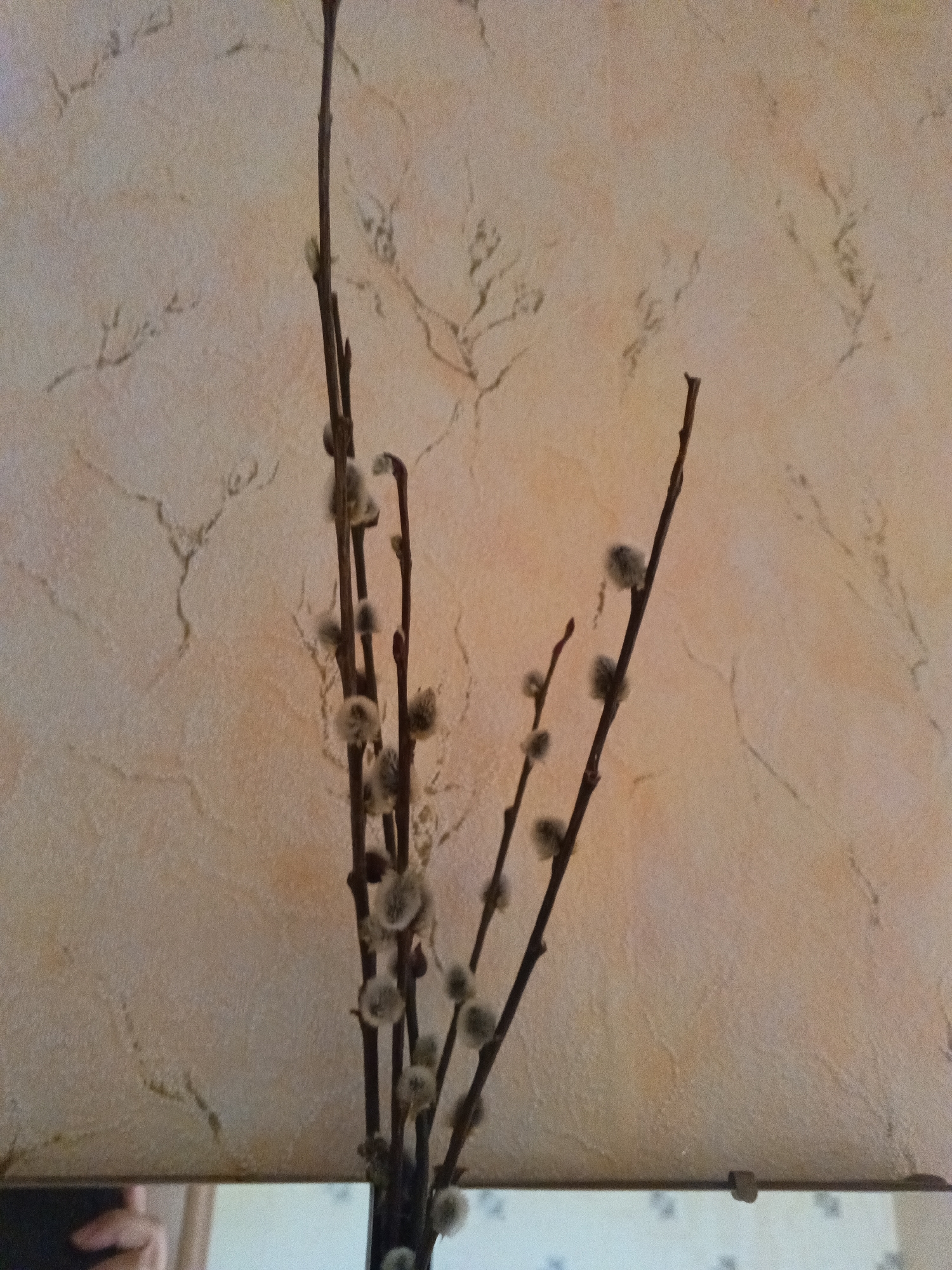 A vase of pussy willow branches sits in front of a wall with a textured, light brown and beige pattern. The branches are mostly dark brown with soft, fluffy, grey catkins. A rectangular, reflective surface is visible at the bottom of the image, possibly a mirror or a windowpane. There's a faint reflection of a hand holding a phone in the lower-left corner. No clear identifying details indicating the location in Tolbazy, Russia, are visible.