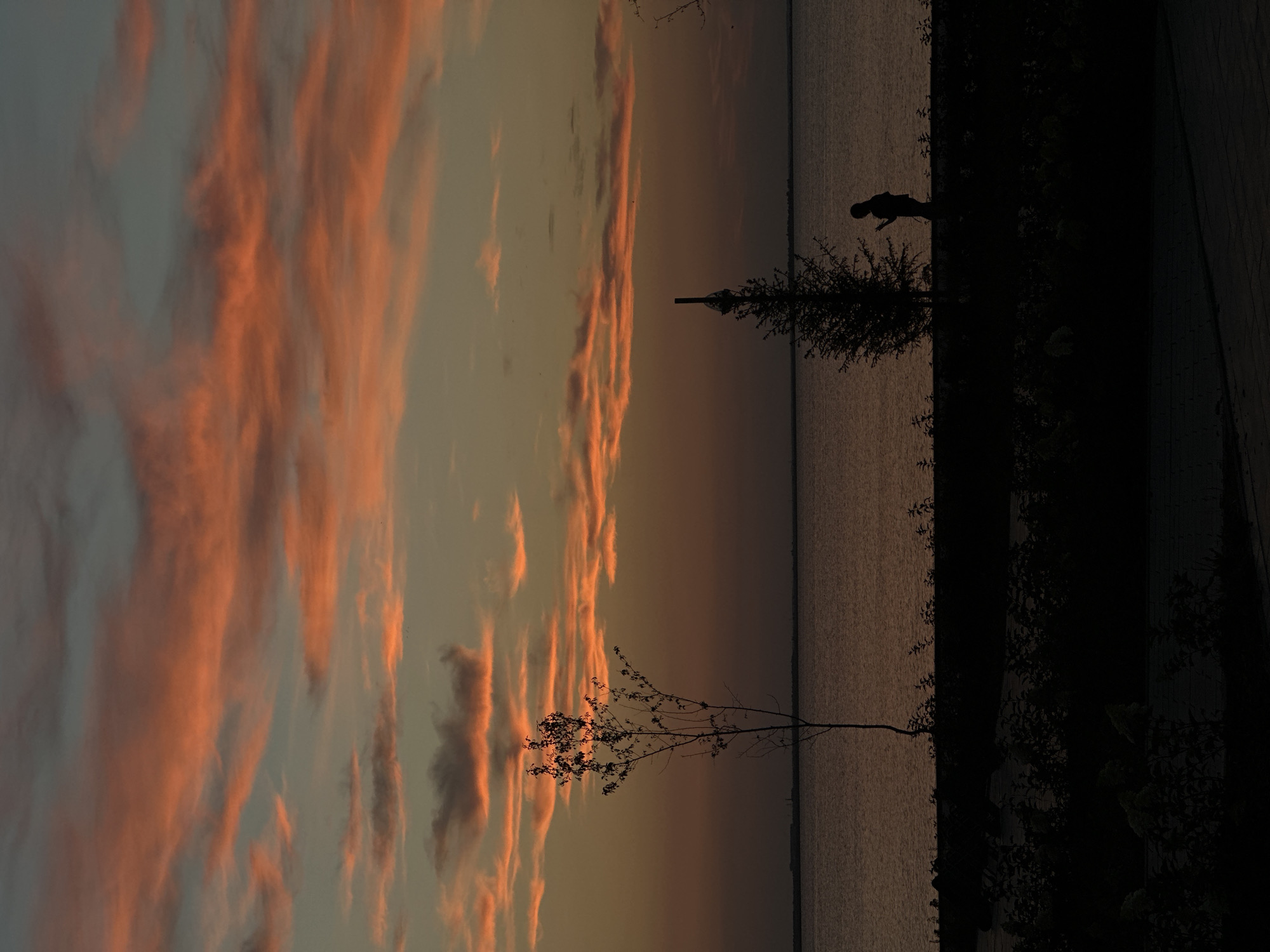 The image depicts a sunset over a body of water, likely the Kokshetau Reservoir, in Kokshetau, Kazakhstan. The sky is a gradient of colors, transitioning from a deep orange and yellow near the horizon to a muted blue and gray higher up, with wisps of pink and orange clouds scattered throughout. In the foreground, silhouetted against the darkening sky, is a paved walkway bordered by dark foliage. A lone, slender tree stands on the left, its branches bare. To the right of the tree, a small, conical evergreen is visible, with a solitary figure in silhouette walking near it, appearing to be looking at a mobile device. The water is calm and reflects the muted colors of the sky. The overall impression is one of tranquility and a serene end to the day.