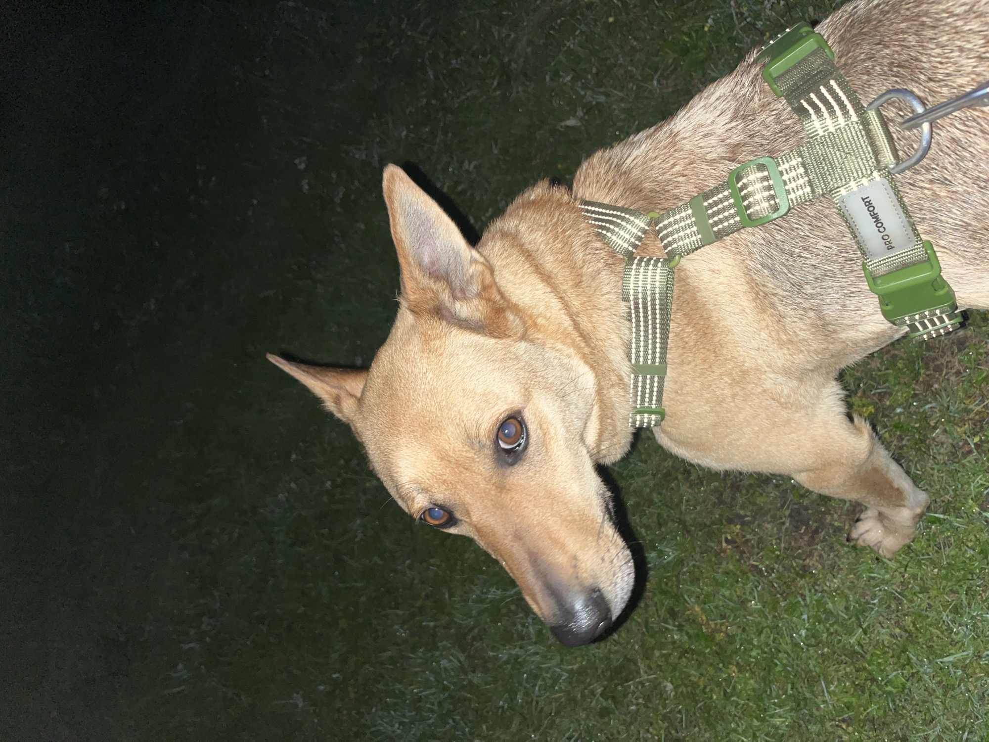 A medium-sized, tan-colored dog with alert brown eyes and pointed ears is sitting on a patch of green grass. The dog is wearing a green and white patterned harness. The background is dark and out of focus, with a hint of grass visible. The lighting suggests it is nighttime or a very dimly lit area. There is no discernible urban context or any specific landmarks to place this image within the city of Nizhny Tagil, Russia.
