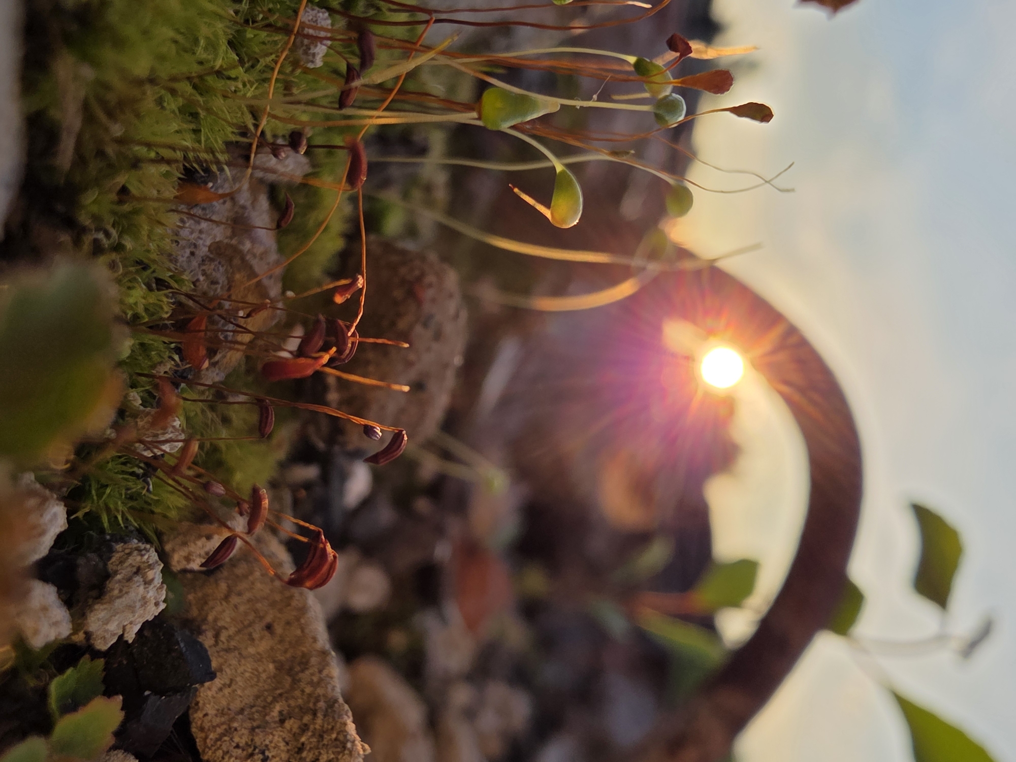 This is a macro photograph taken at ground level, focusing on moss sporophytes and surrounding debris. The sun is visible in the background, partially obscured by a curved, dark object, creating a lens flare effect with pink and yellow hues. The moss is green and vibrant in the foreground, with numerous tall, thin stalks topped with sporophytes in various stages of development, some are green capsules, others are brown and elongated. Scattered around the moss are small rocks and what appear to be fragments of organic material, such as dried leaves and twigs. The overall impression is one of a small, overlooked ecosystem bathed in the warm light of a setting or rising sun. This scene is likely located in a park or natural area within the city of Chaikovsky, Russia, possibly near a path or uncultivated section of land. There are no people or animals visible in the image.