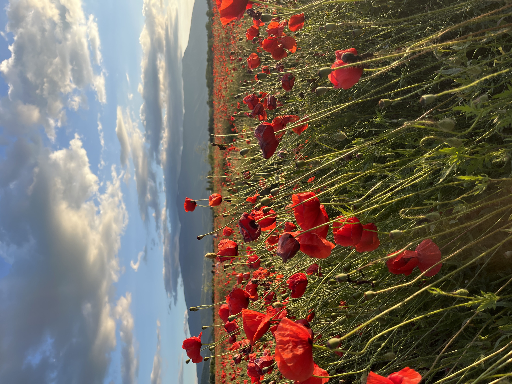 The image depicts a field of red poppies under a dramatic sky. The poppies are in bloom, with many bright red flowers and green stems filling the foreground and extending into the distance. The background features a range of mountains silhouetted against a sky with scattered clouds that are illuminated by the setting or rising sun. The lighting suggests it is either dawn or dusk. The scene is a natural landscape, possibly a rural area, with no signs of urban development or specific identifiable landmarks to place it within a city.