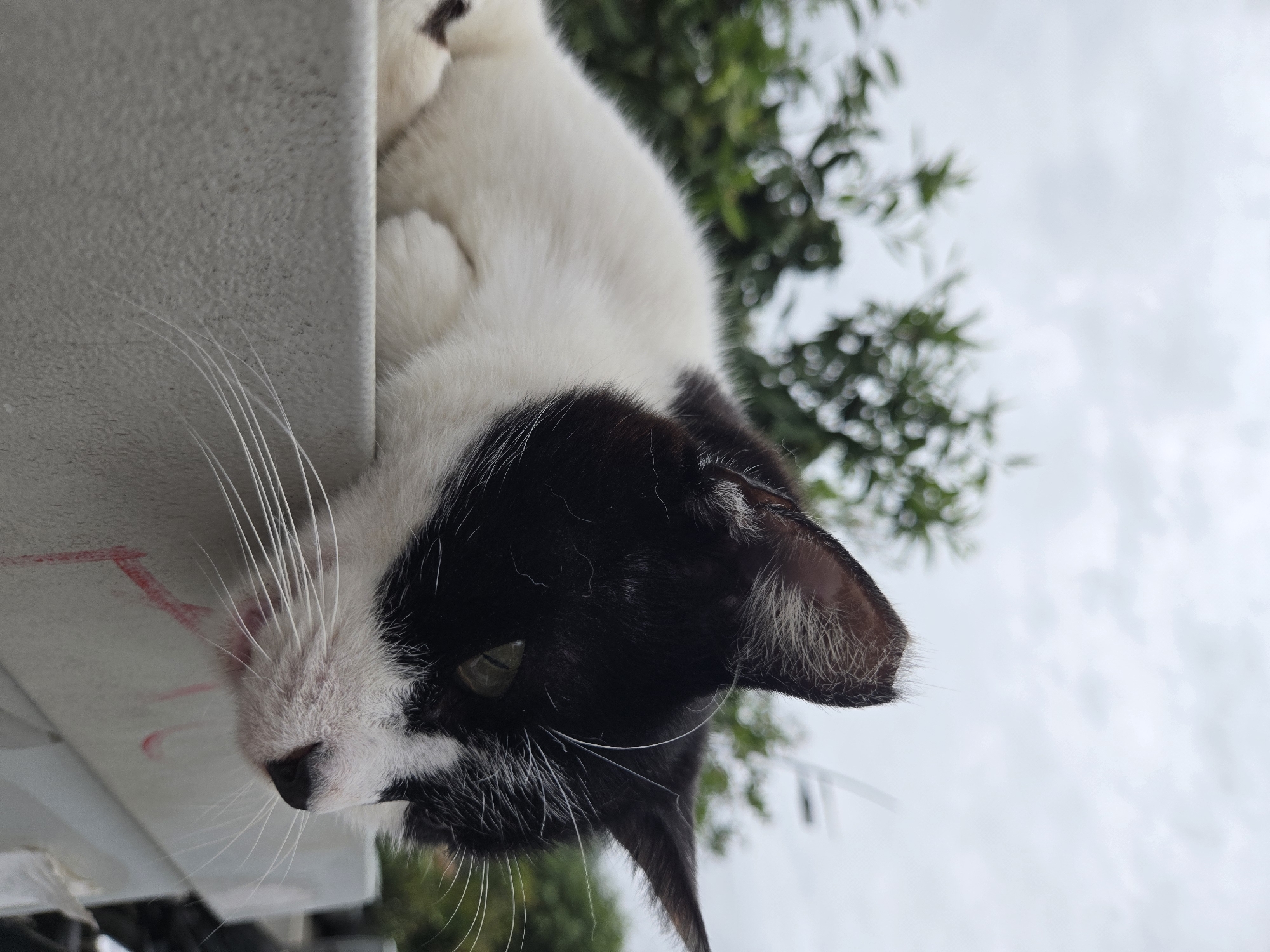 A black and white cat is hanging upside down off a grey ledge. The cat's head is angled downwards, and its whiskers are visible. The background includes green foliage and a cloudy sky. A red smudge mark is visible on the ledge near the cat's head. While the location in the city of Budva, Montenegro is not explicitly evident from the image, it contains no information that would contradict its presence there.