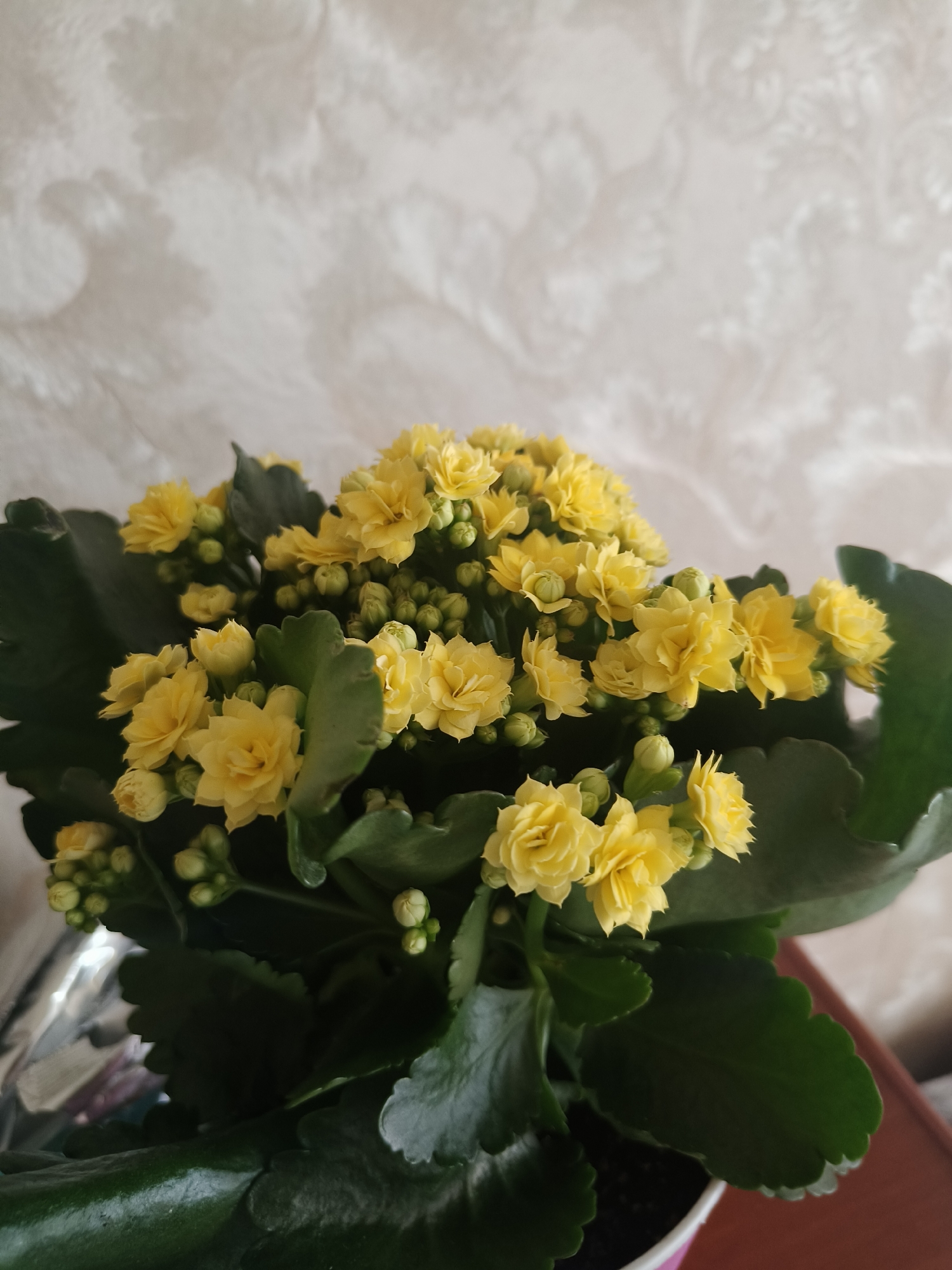 The image features a potted plant with bright yellow flowers and dark green leaves. The plant is in focus, with the background showing a textured, off-white wall with a subtle pattern. The lighting suggests an indoor setting, possibly in daylight, as there are no harsh shadows. The overall mood is serene and natural. The plant appears healthy and in bloom, indicating a recent or current growing season. There is no text visible in the image. The context suggests the location is Odesa, Ukraine, but this is not visually confirmed within the image itself.