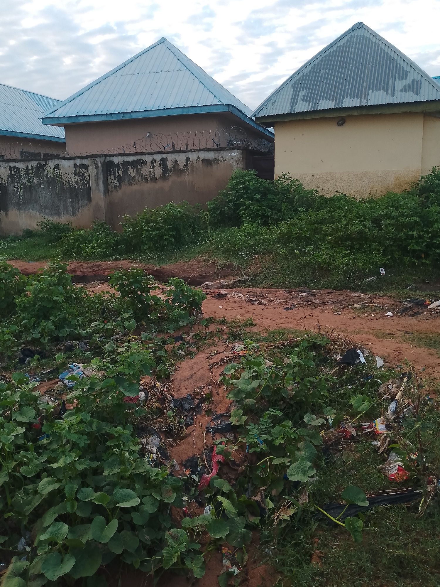 The image depicts a scene in Jauro Yinu, Nigeria, characterized by a dirt path leading through an area with overgrown vegetation and scattered debris. In the background, two buildings with corrugated metal roofs are visible, separated by a concrete wall topped with barbed wire. The building on the left has a light brown facade, while the one on the right is a pale yellow. The immediate foreground is dominated by dense green plants, some of which appear to be crops, growing amongst plastic bags, wrappers, and other refuse. The ground is a mix of reddish-brown soil and patches of green grass. The sky above is overcast with visible clouds.