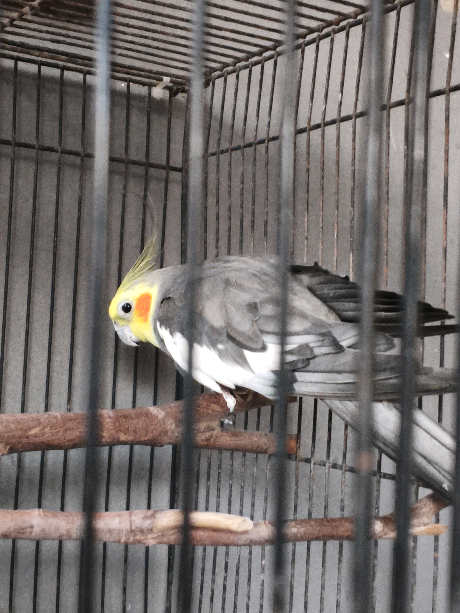 A cockatiel with gray and white plumage and a yellow crest is perched on a branch inside a metal cage. The bird's face is primarily yellow with orange cheeks. The background is a plain gray wall. The image was taken at a bird sanctuary in Bulakelor, Indonesia.
