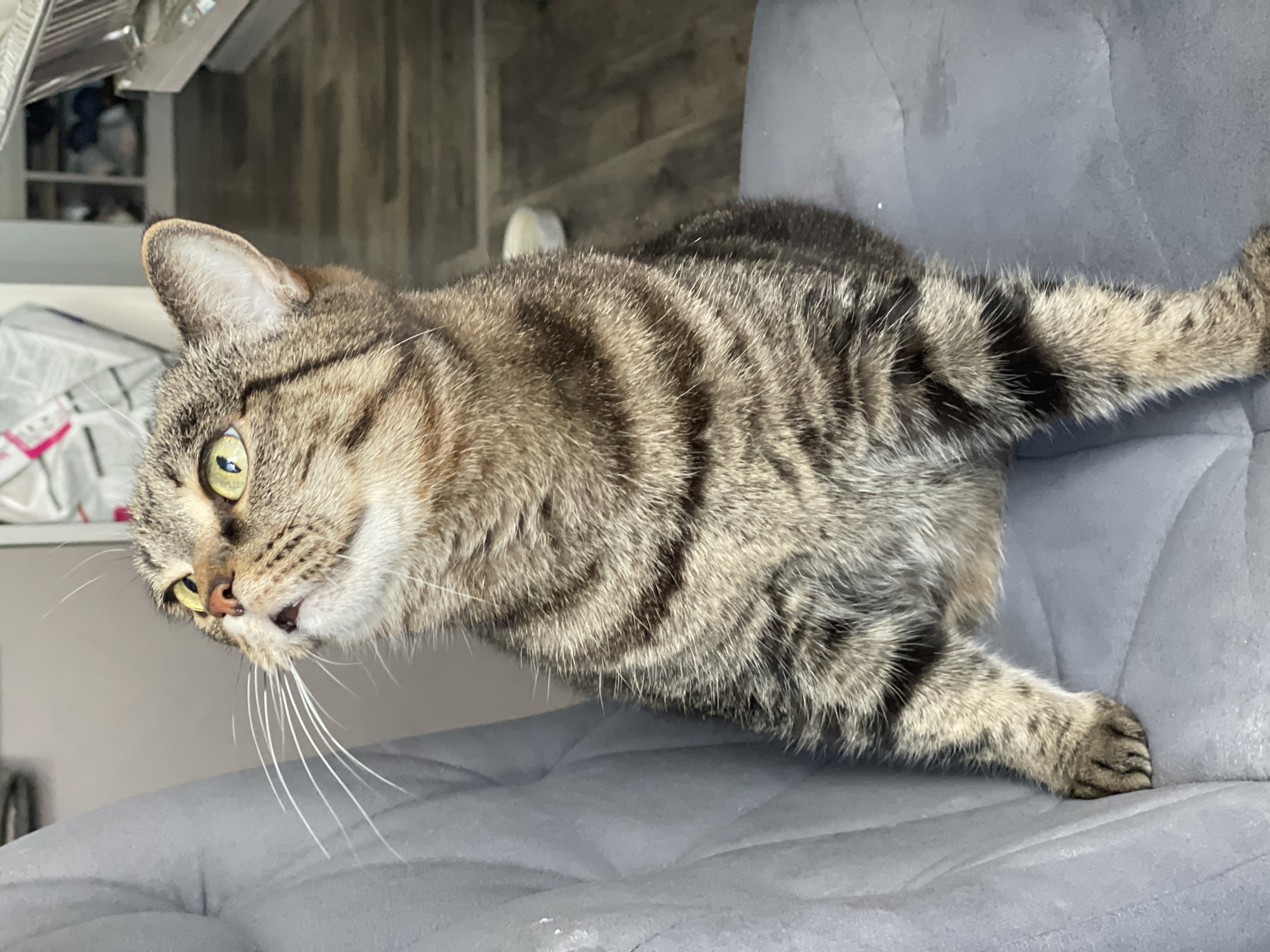 A close-up shot shows a tabby cat with striking stripes sitting on a gray, cushioned chair. The cat is angled in the frame with its head turned towards the left, displaying its yellow-green eyes and long white whiskers. The fur pattern on the cat's body features a mix of brown, gray, and black hues. The background includes a glimpse of a kitchen area with light gray cabinets and hints of items on the shelves. The overall setting appears to be indoors in a home environment.