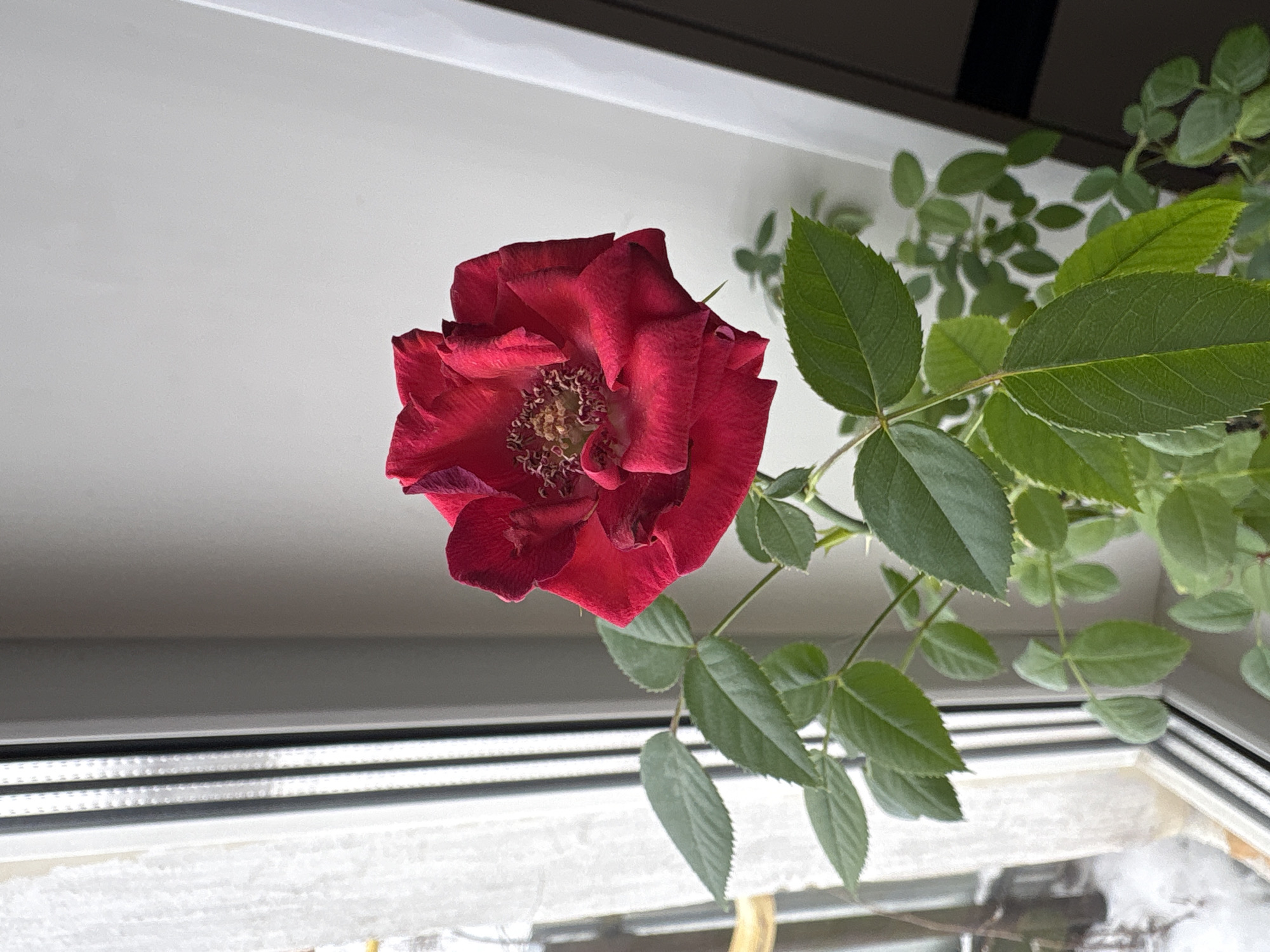 A close-up, top-down shot shows a red rose in full bloom positioned near a window. The rose is the central focus, with numerous petals and a visible stamen. Green leaves and stems are visible to the right of the flower. The background includes a windowsill and what appears to be an outside view through the window, though the details are indistinct. The specific location within Фоки, Russia, cannot be determined based on visual information.