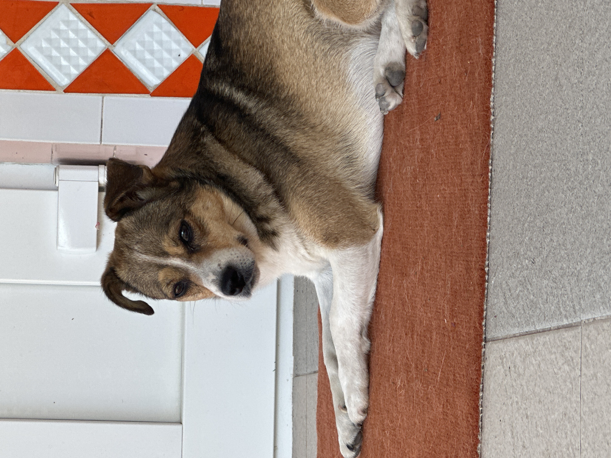A medium-sized dog with brown, black, and white fur is lying on an orange rug. The dog is facing the camera with its head slightly turned to the left, and its ears are perked up. Its front paws are extended in front of it. The background consists of a white door and a tiled wall with orange and white diamond patterns. The floor in front of the rug appears to be tiled with gray squares. The scene is outdoors, possibly on a porch or patio. There is no visible indication of the location in Makiv, Ukraine.