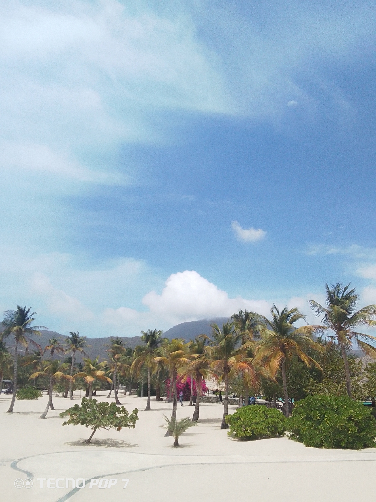 The image captures a beach scene in Pedro González, Venezuela. The foreground consists of light-colored sand, with sparse vegetation including small trees and bushes. Rows of palm trees, their trunks varying in color from tan to brown, extend into the midground. Beyond the palm trees, indistinct mountain silhouettes are visible against the sky.
The sky occupies the upper half of the image, with varying shades of blue interspersed with white clouds. The overall lighting suggests a bright, sunny day. A watermark "TECNO POP 7" is visible in the lower left corner of the image. There are no distinct people or actions readily apparent within the frame. The environment is a tropical beach setting.