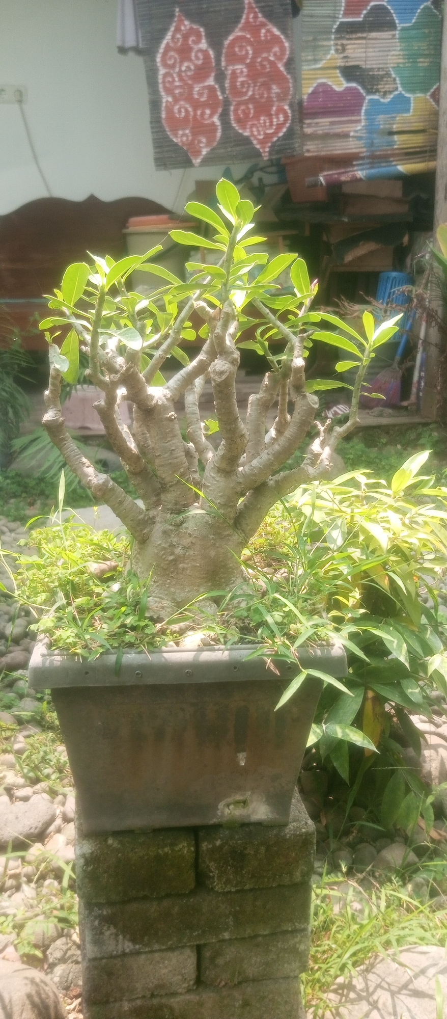 A potted plant with a thick, gnarled trunk and many branches with green leaves is positioned on top of stacked bricks. The plant is in a dark, rectangular pot that is filled with soil and grass. The bricks are weathered and covered in moss. In the background, there are some decorative items hanging on a wall, possibly batiks, and other plants and furniture. The scene appears to be outdoors, in a residential or garden area. The lighting suggests it is daytime, with sunlight illuminating the plant. There are no people visible in the image. The location is identified as Kediri City, Indonesia.