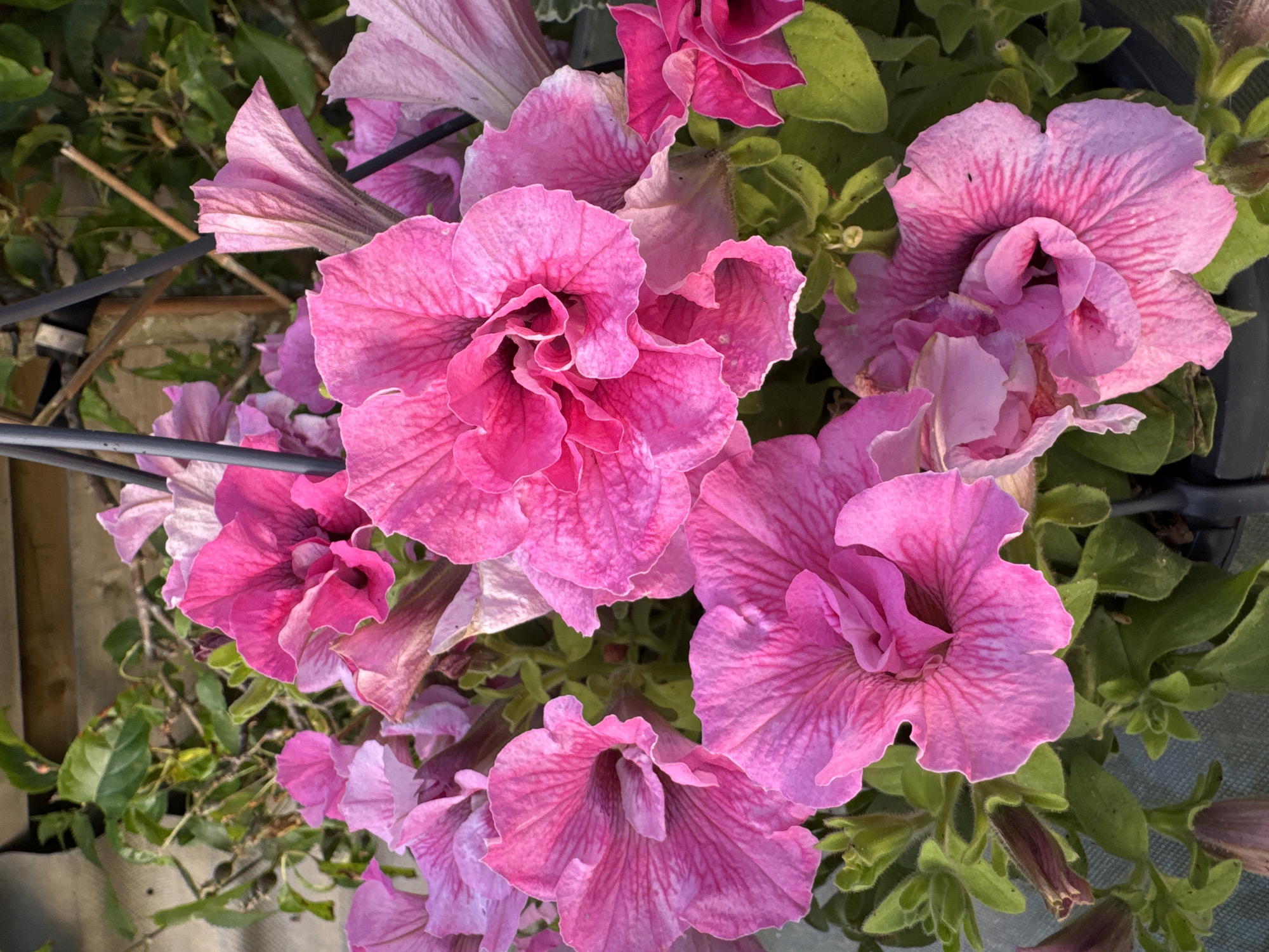 The image shows a close-up, overhead shot of several pink petunia flowers. The petals have visible veins and a ruffled texture. Green foliage is visible between and around the flowers. There are some dark, thin, presumably metallic, linear elements in the upper left of the frame. The environment suggests an outdoor garden setting. No people are visible. Location: Unknown, Unknown.