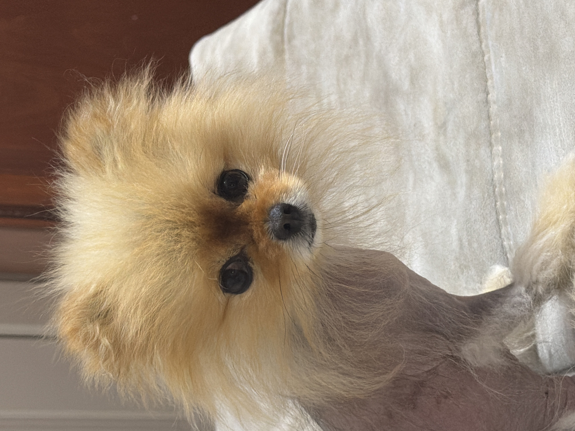 A close-up shot depicts a Pomeranian dog with light brown fur and large, dark eyes. The dog is positioned with its head tilted, giving the impression it is looking directly at the viewer. Part of the dog's body, which appears hairless, is also visible. The background includes a textured, off-white surface and a glimpse of a dark brown object in the upper left corner. The location is unknown.