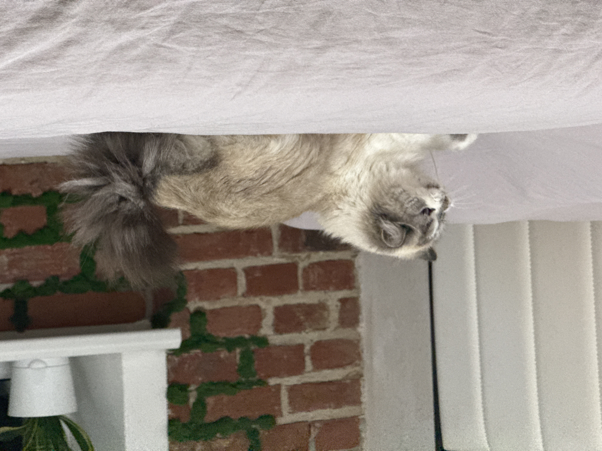 A fluffy, light gray and white cat is resting upside down, partially obscured by a white sheet. The cat's head and tail are visible. The background includes a brick wall covered in green moss, a white mantelpiece with a white lamp and a plant, and vertical white window blinds.