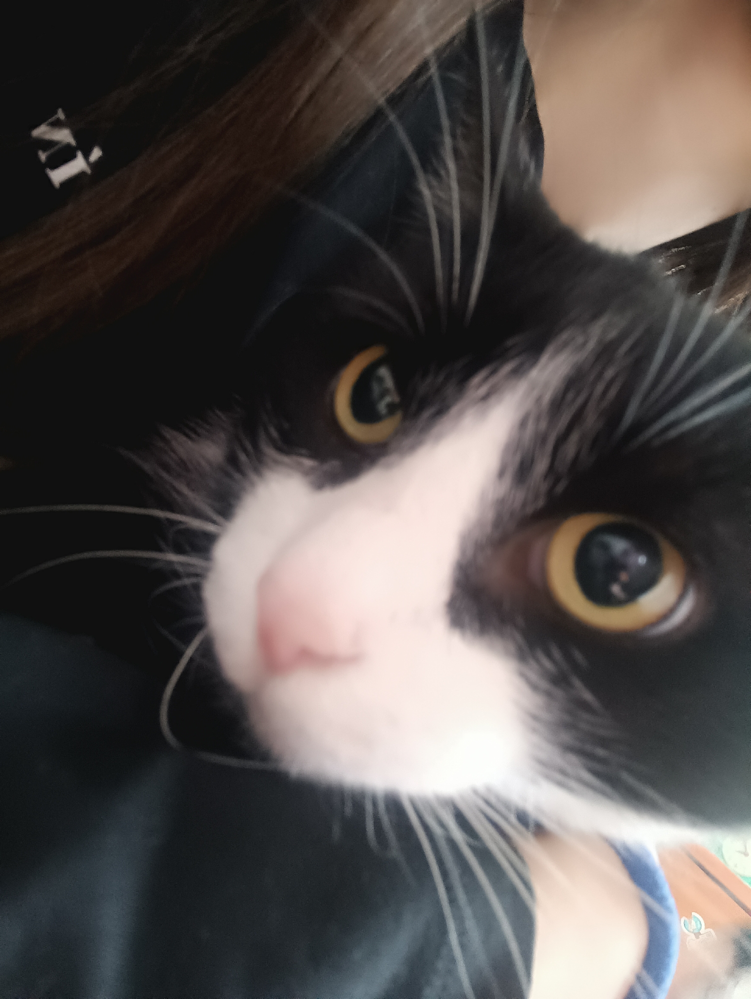 A close-up, slightly blurred photograph shows the face of a black and white tuxedo cat with amber eyes and a pink nose. The cat is being held close to the camera. Part of a person's hair and clothing is visible in the background. The location, Chaikovsky, Russia, is not discernible from the visual information provided in this image.